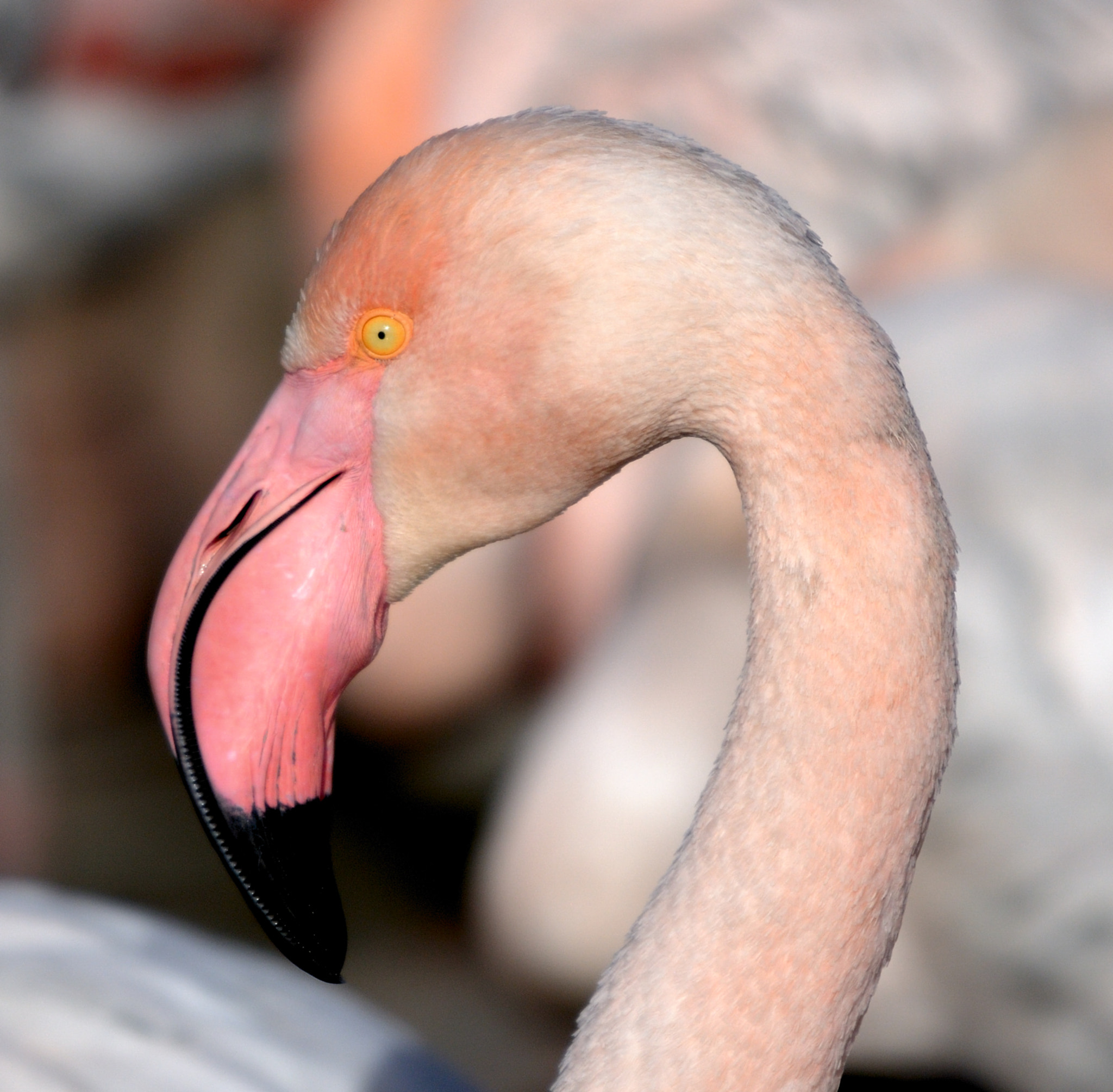 Nikon D300 + Sigma 120-400mm F4.5-5.6 DG OS HSM sample photo. Flamingo in camargue photography