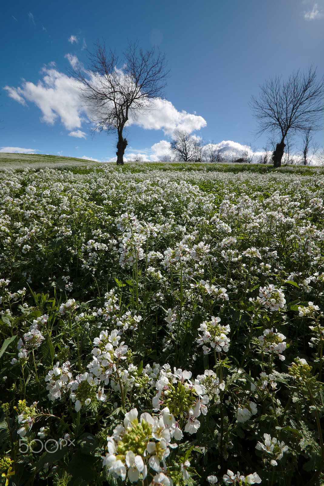 Canon EOS 70D sample photo. Una bianca distesa photography