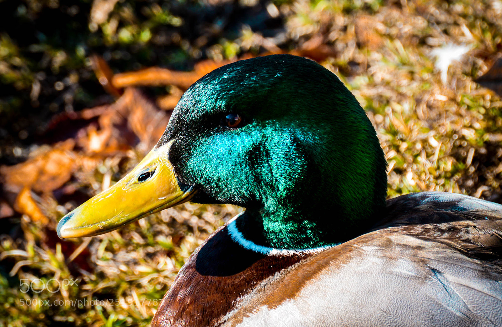 Nikon D5200 sample photo. Spring sunshine. photography