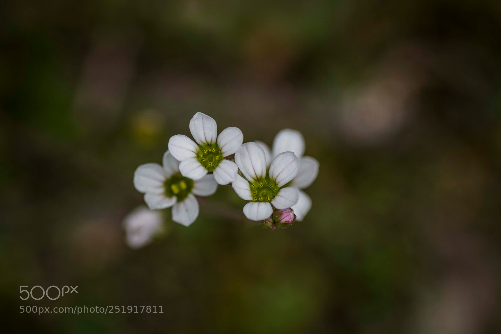 Canon EOS 60D sample photo. Three photography
