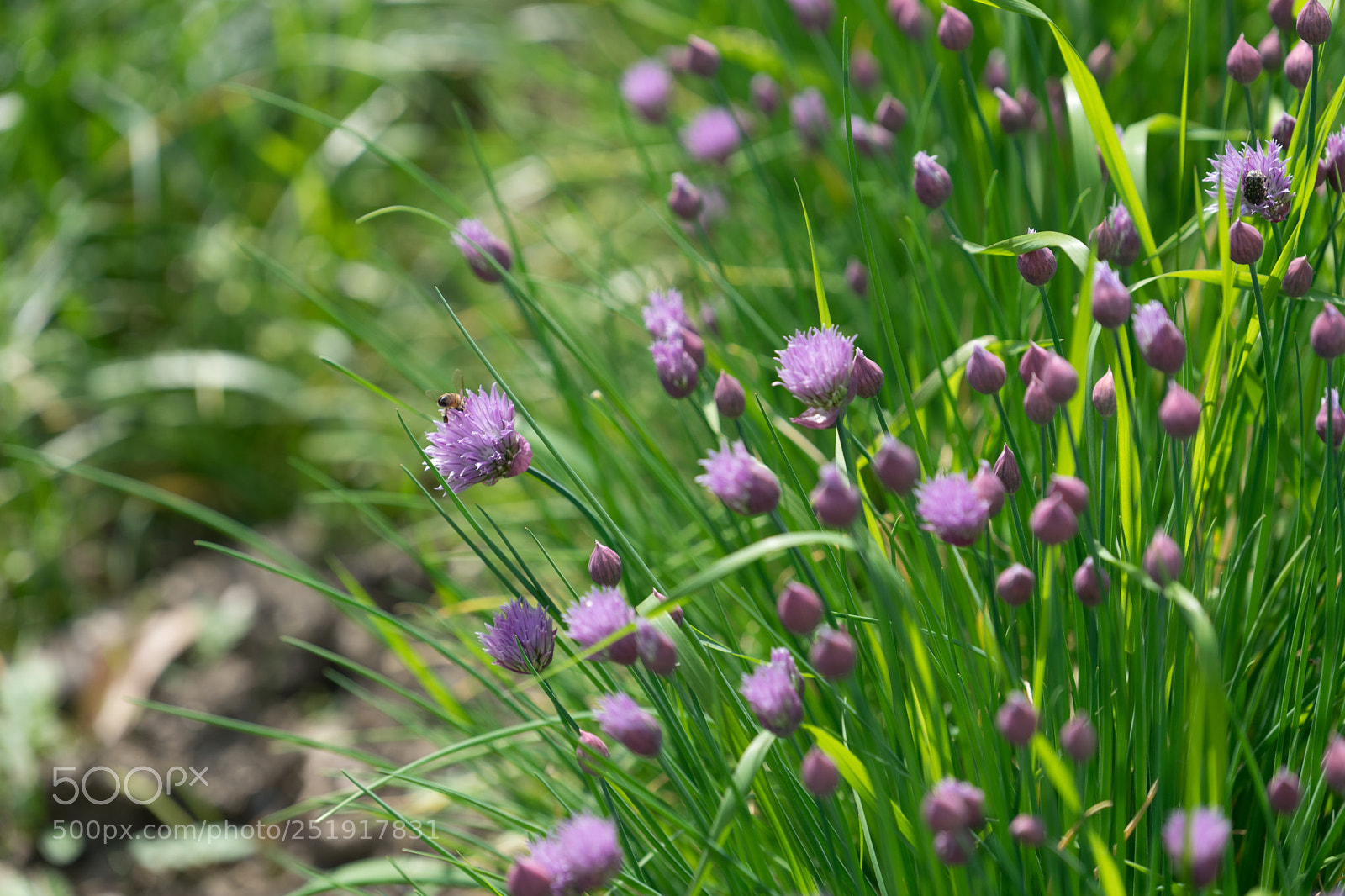 Sony a7 sample photo. The stems of wild photography