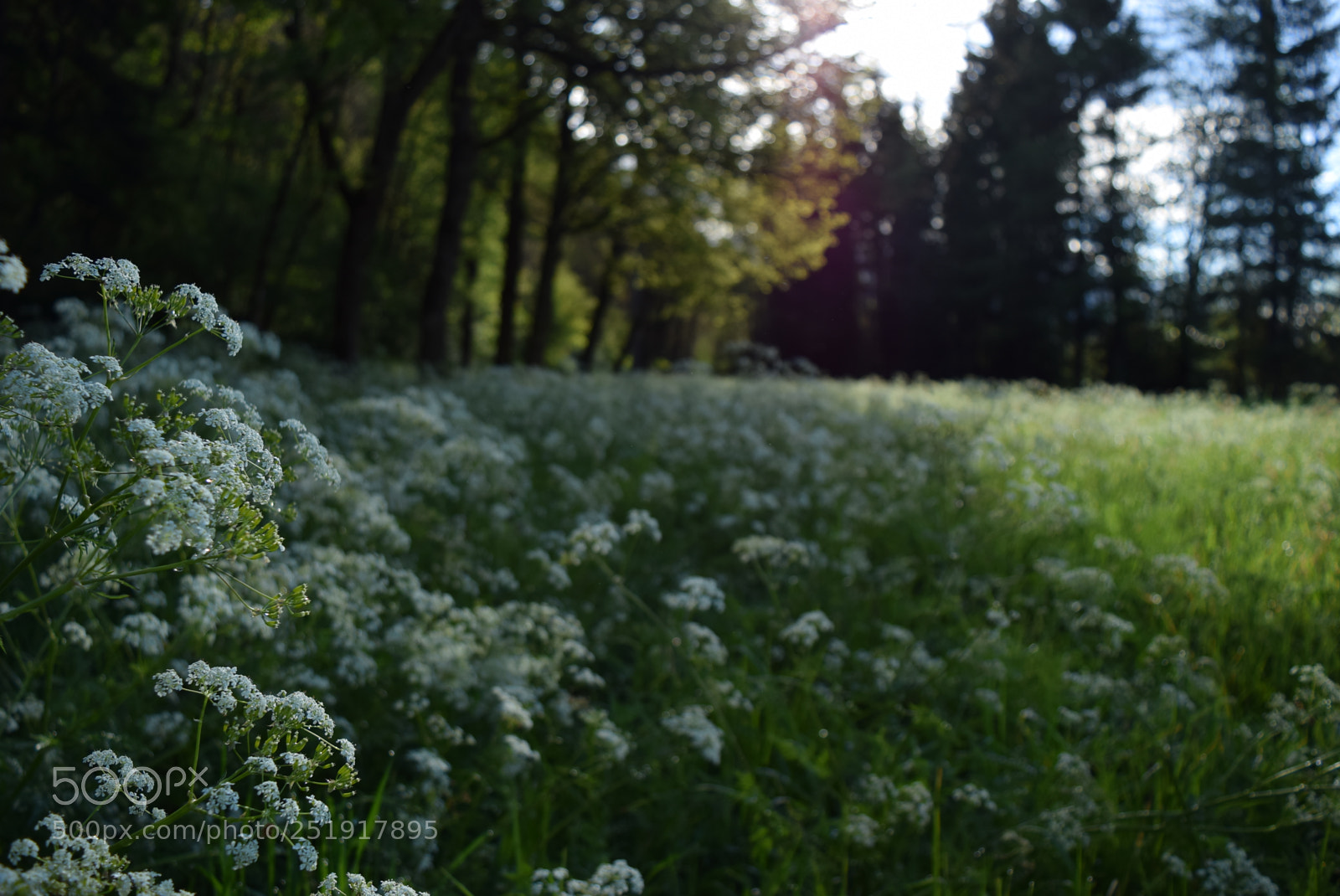 Nikon D3300 sample photo. Cow's parsley photography
