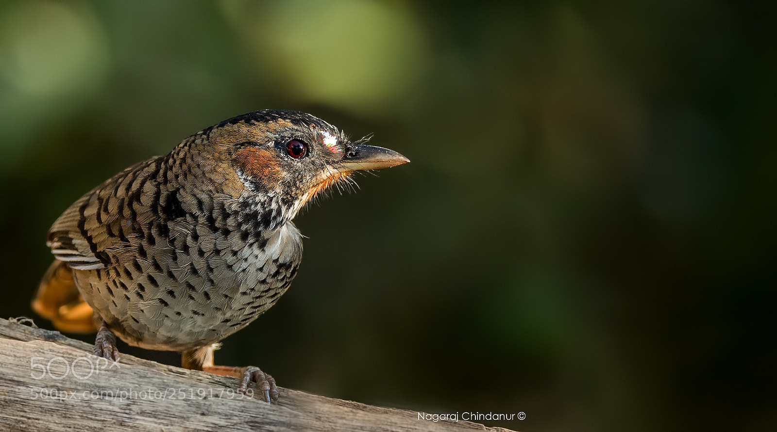 Nikon D5 sample photo. Chestnut-crowned laughingthrush photography