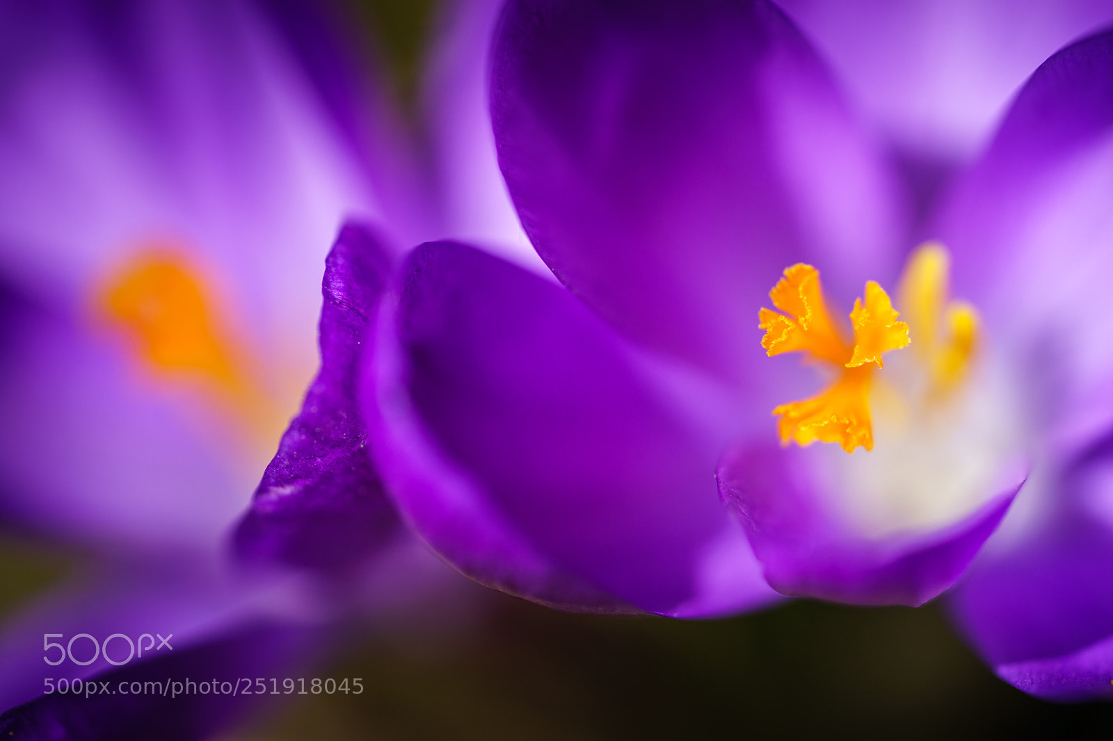 Sony a7 II sample photo. Crocus photography