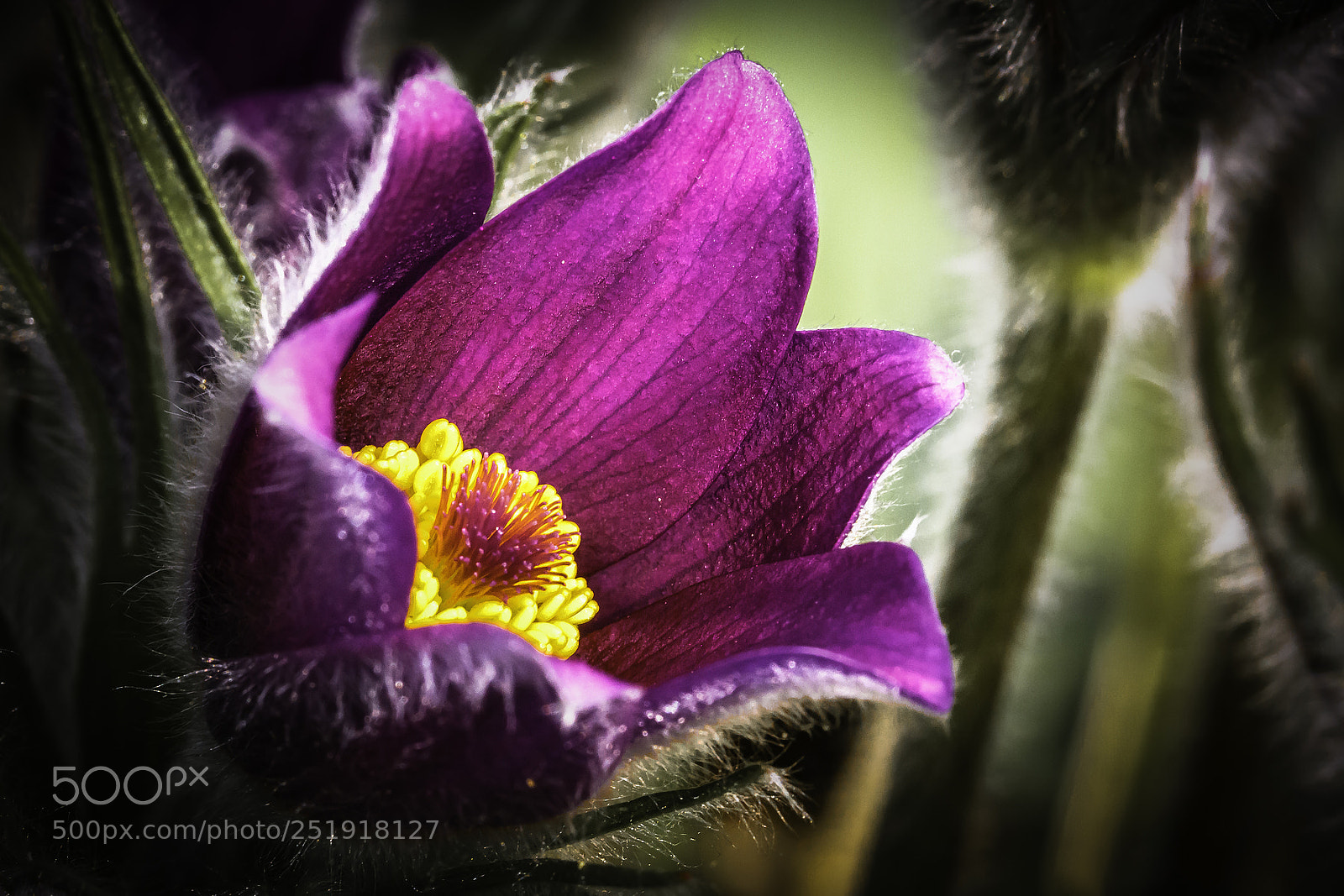 Canon EOS 60D sample photo. Deep purple photography