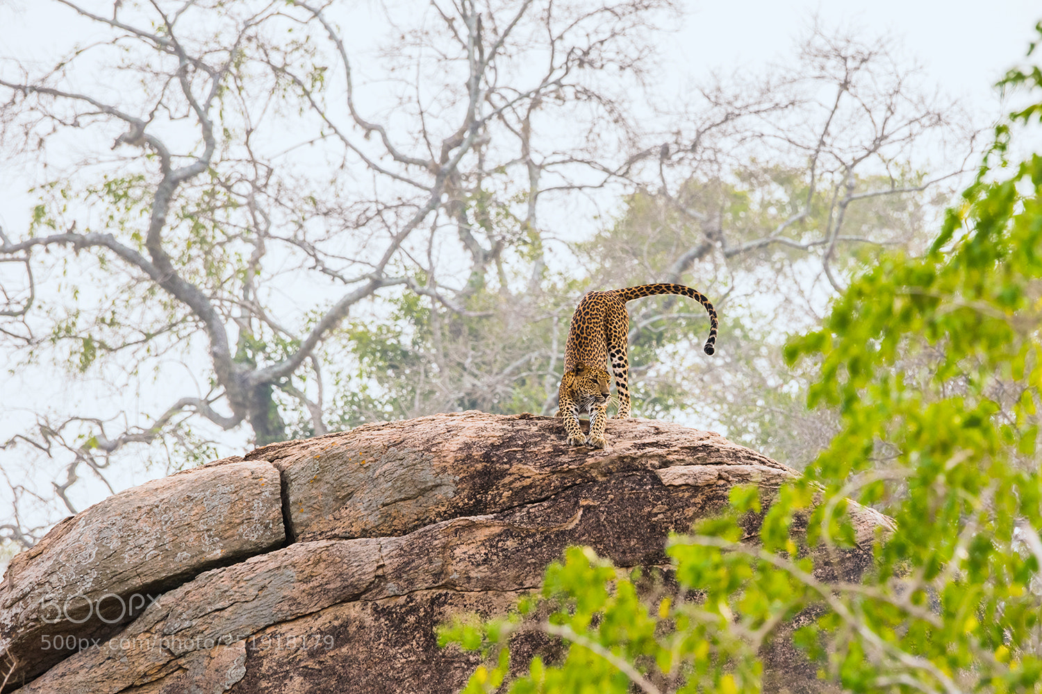 Sony a99 II sample photo. Young leopard photography