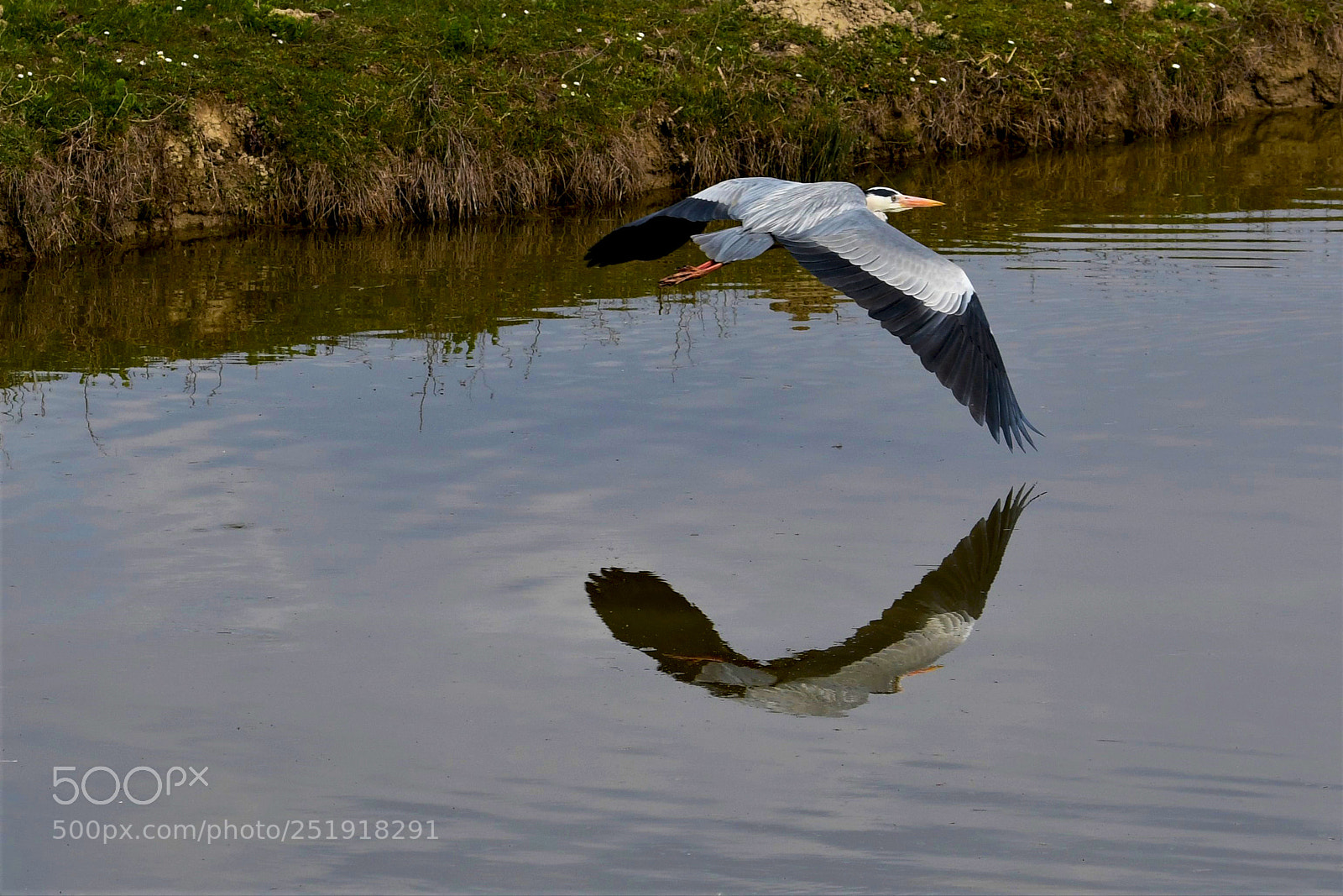 Nikon D7500 sample photo. Reflection in flight photography