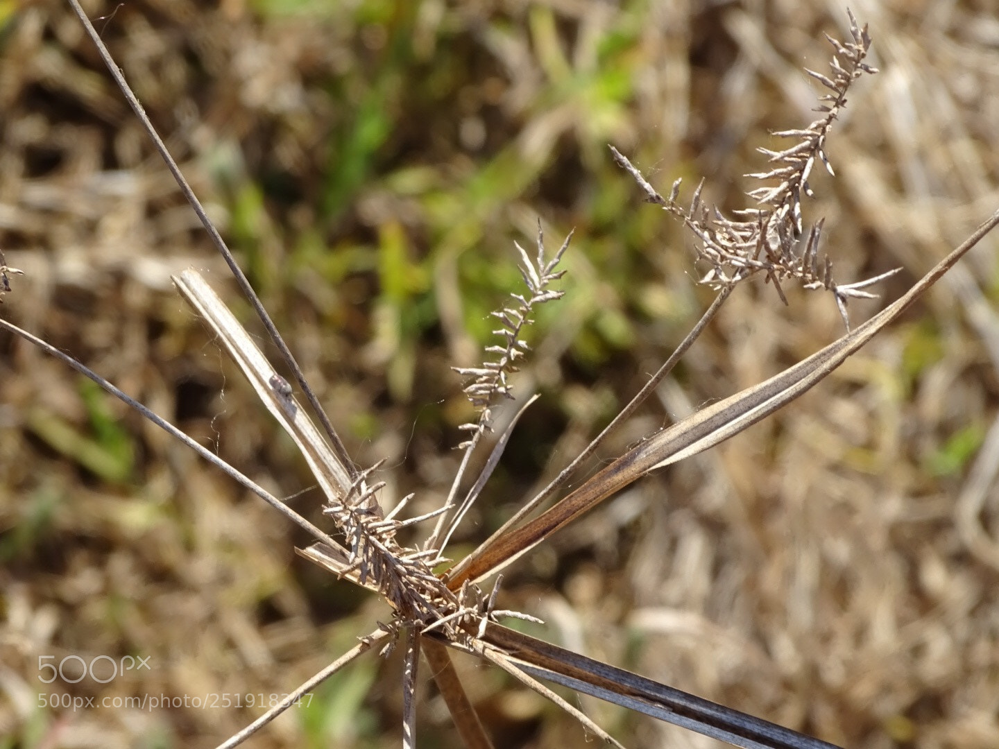 Sony Cyber-shot DSC-HX400V sample photo. Natural.  photography