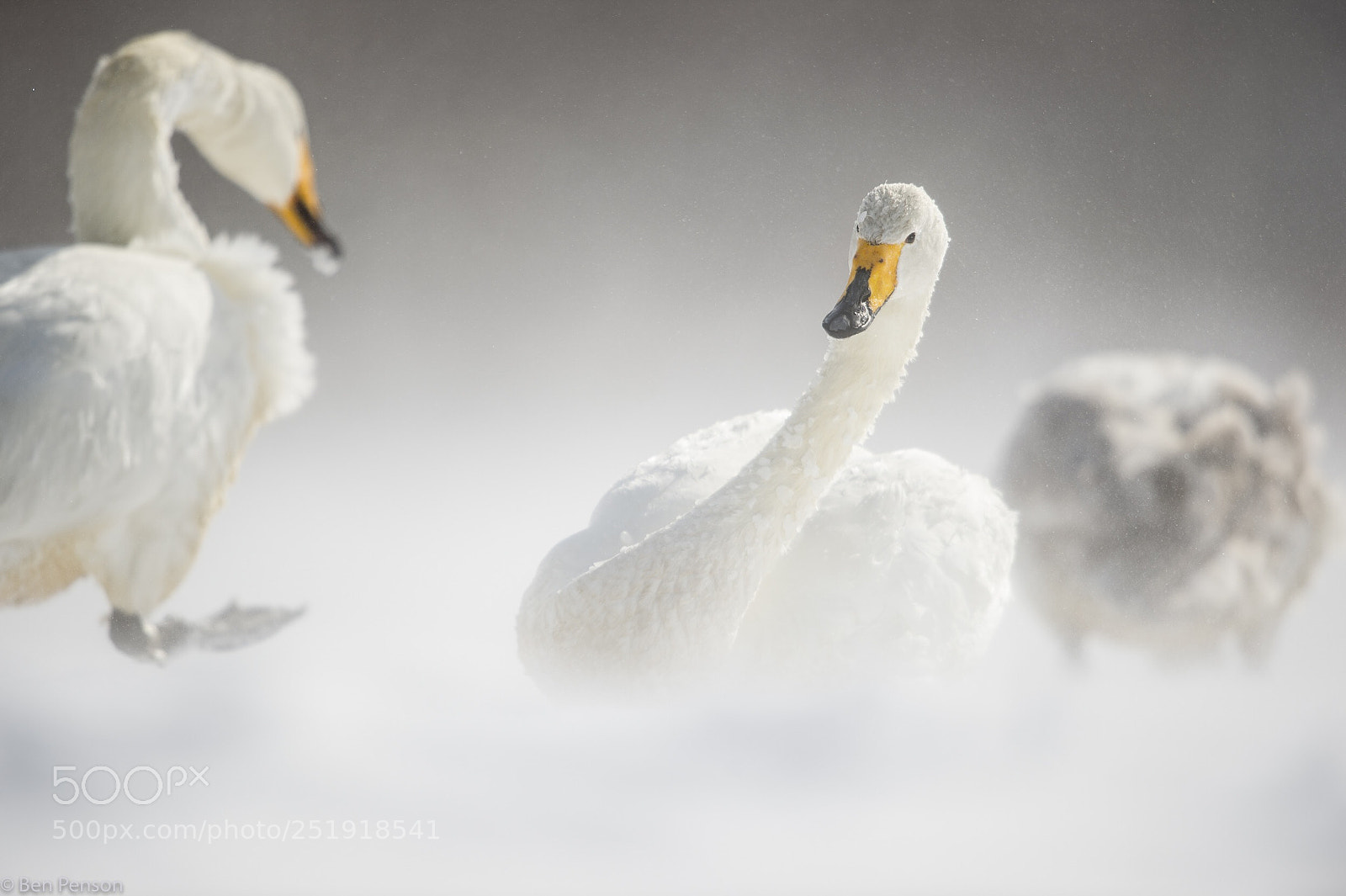 Nikon D4 sample photo. Pecking order photography