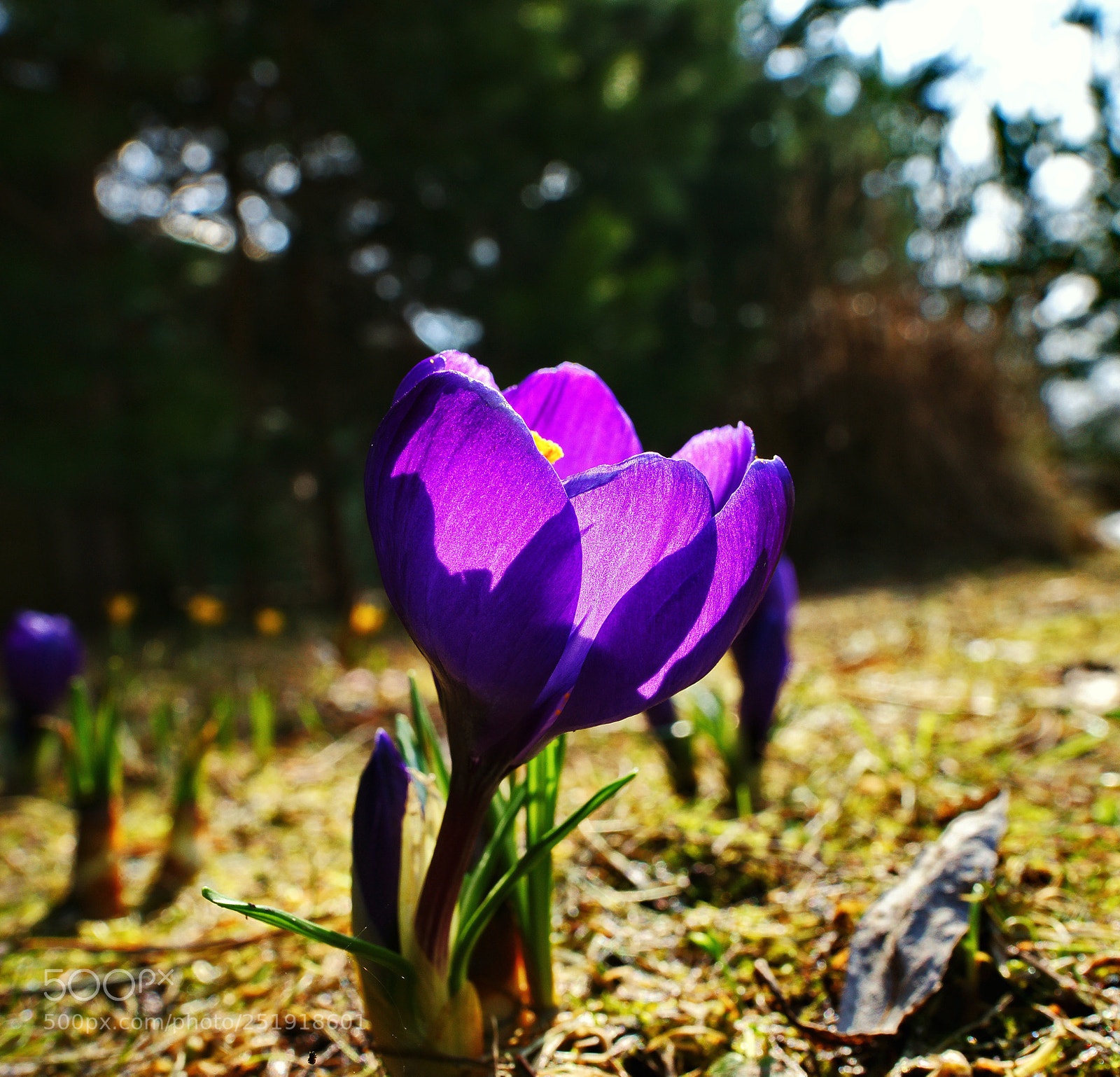 Sony Alpha DSLR-A850 sample photo. Untitled photography