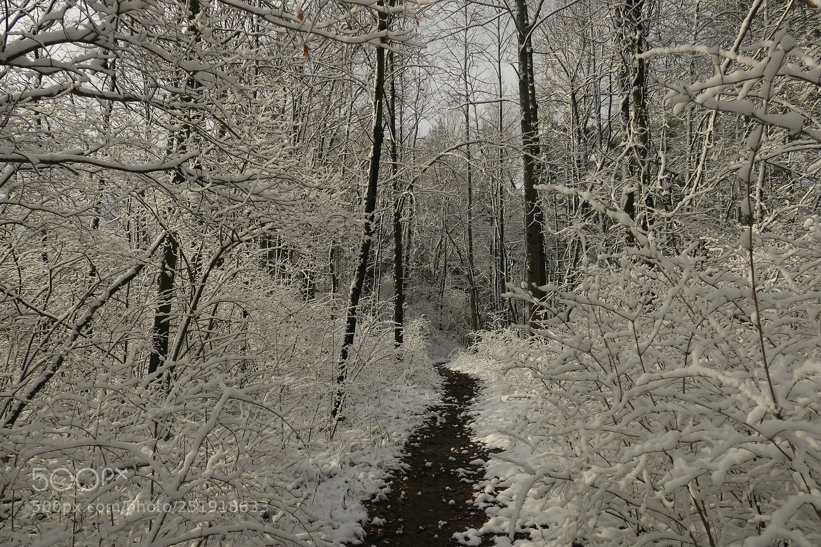 Canon PowerShot G3 X sample photo. April fool's snow photography