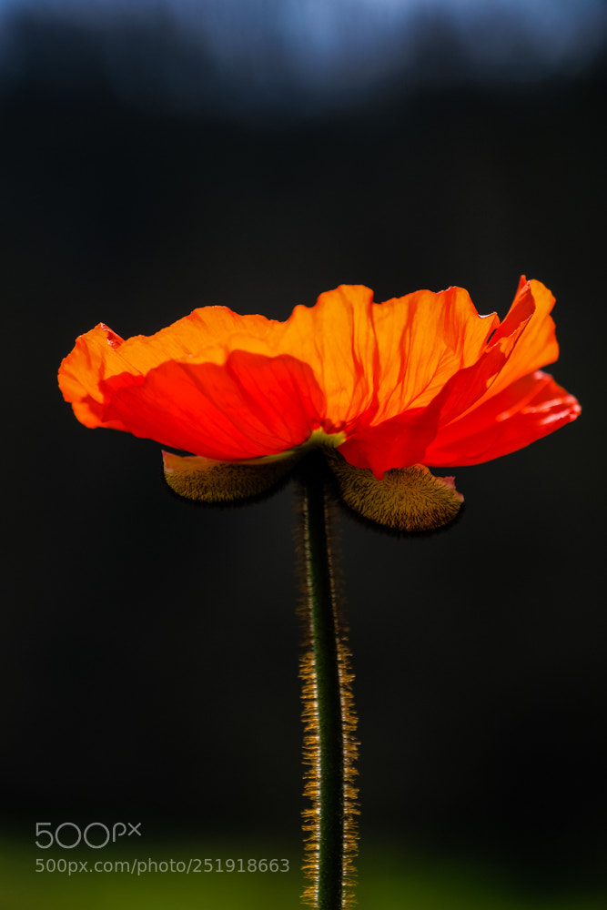 Fujifilm X-T20 sample photo. Mohnblume photography