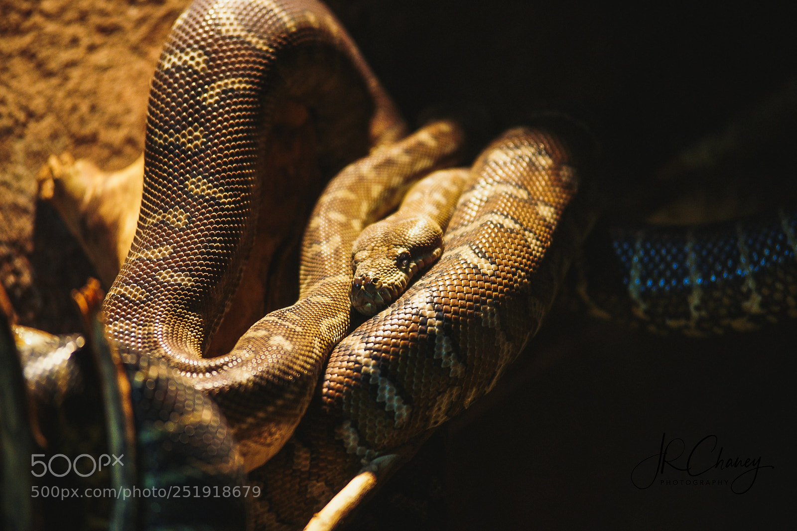 Sony Alpha DSLR-A850 sample photo. Python in a tree photography