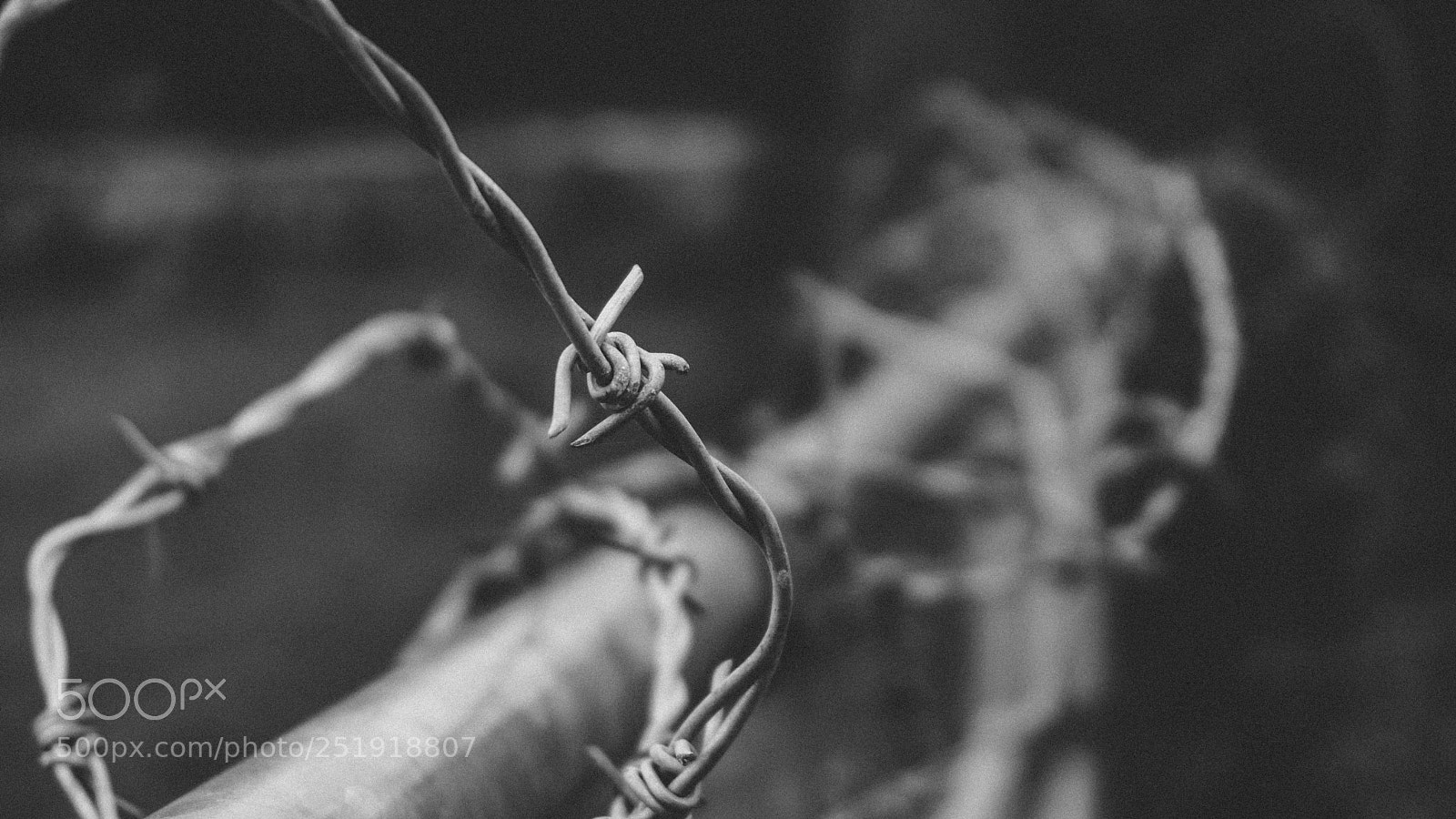 Sony a6000 sample photo. Barbed wire on metal photography