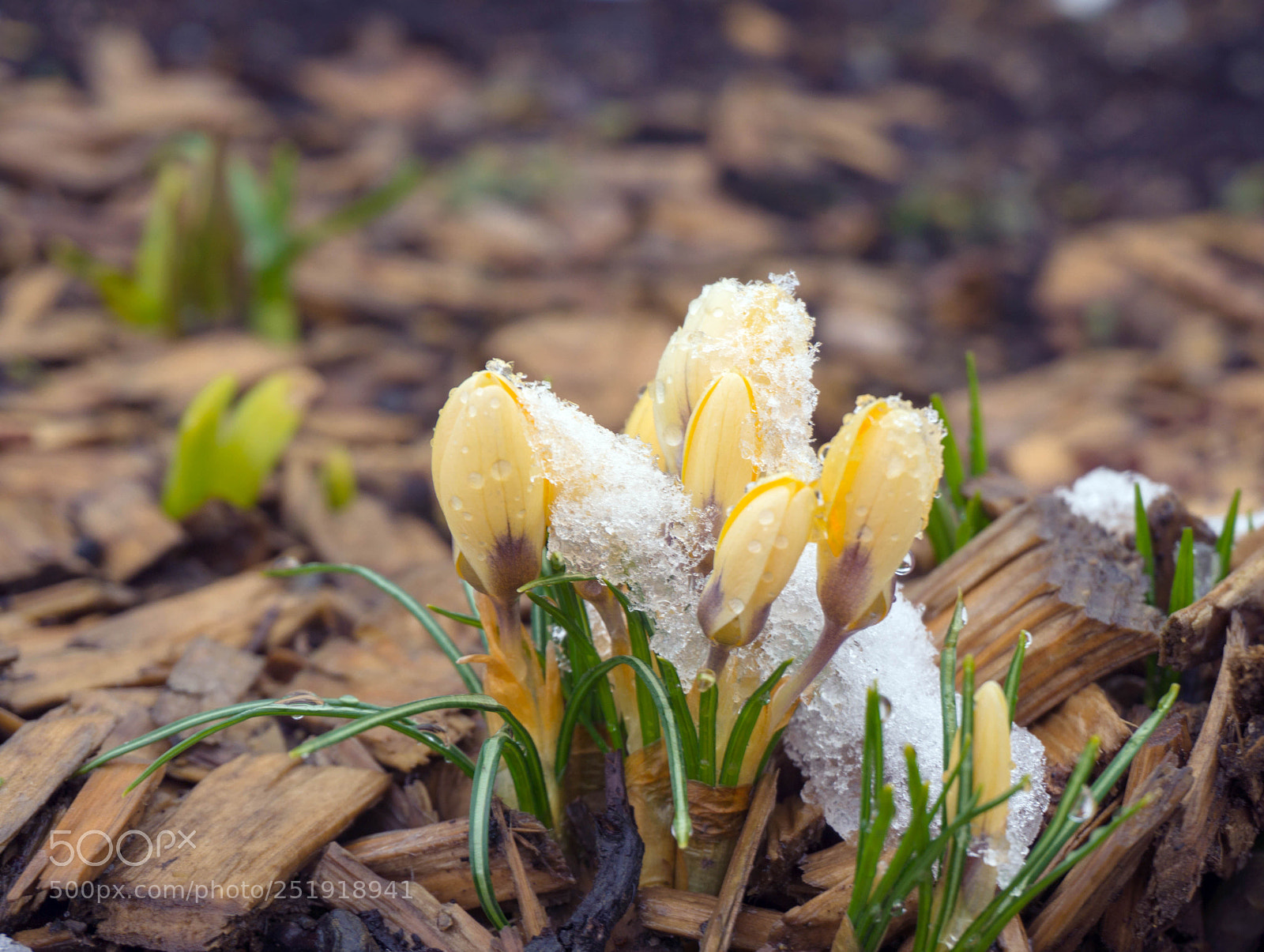 Sony a6000 sample photo. Frühling photography