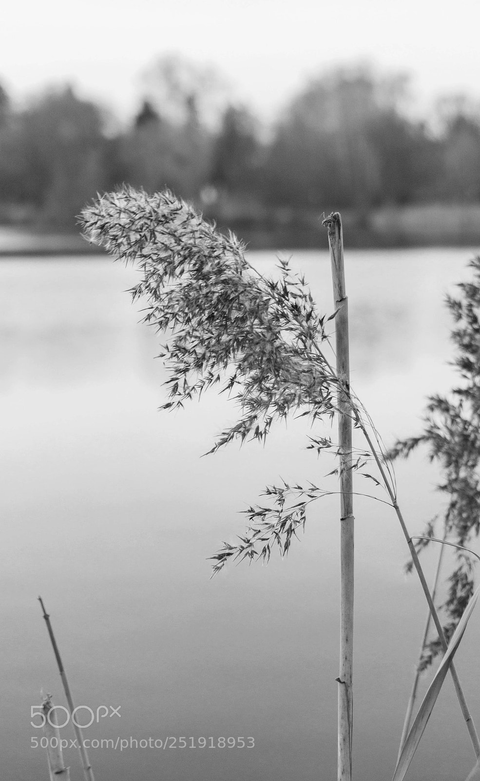 Sony a6000 sample photo. Schwarz-weiß photography