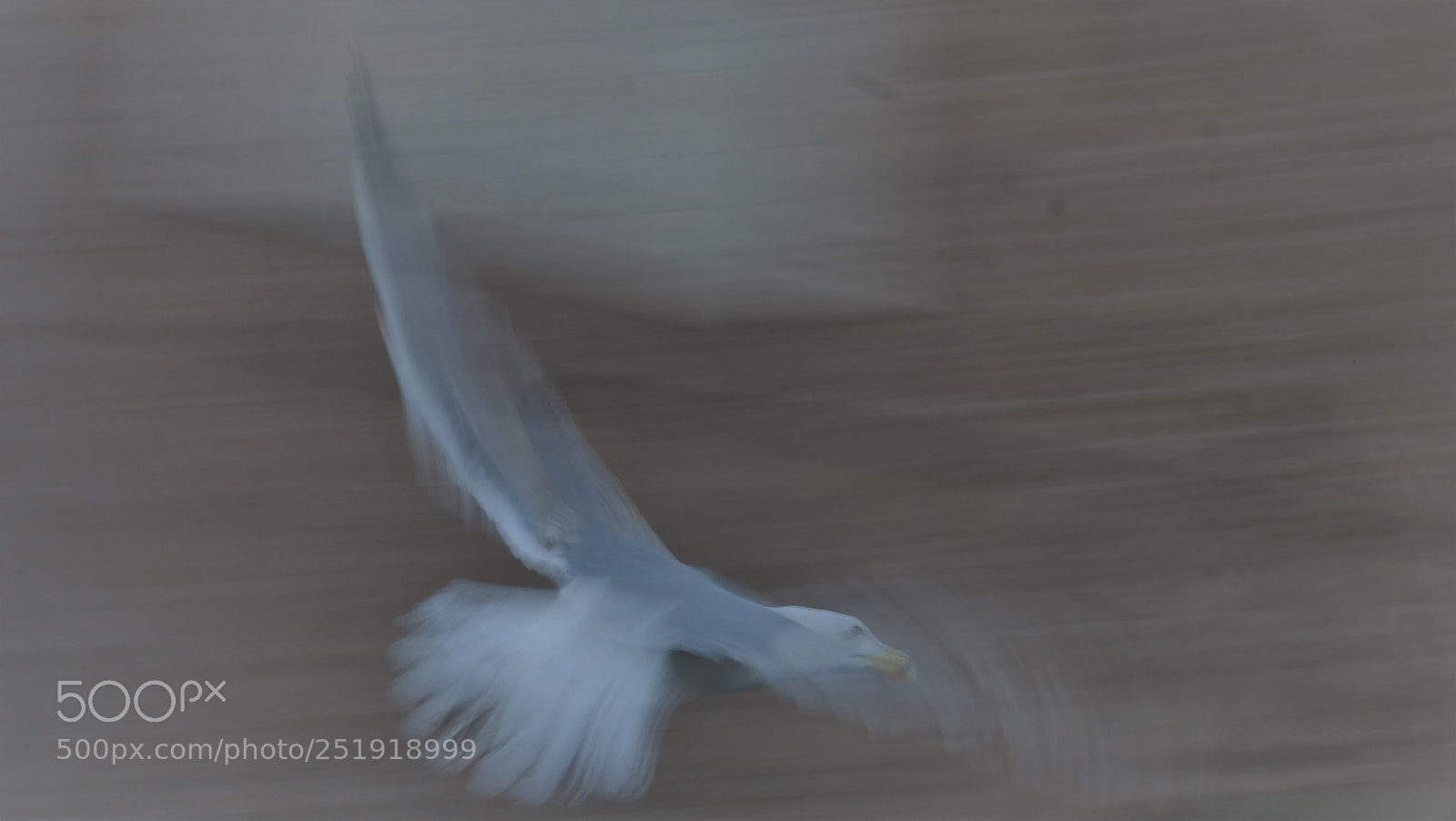 Panasonic Lumix DC-GH5 sample photo. Gull in motion (i) photography