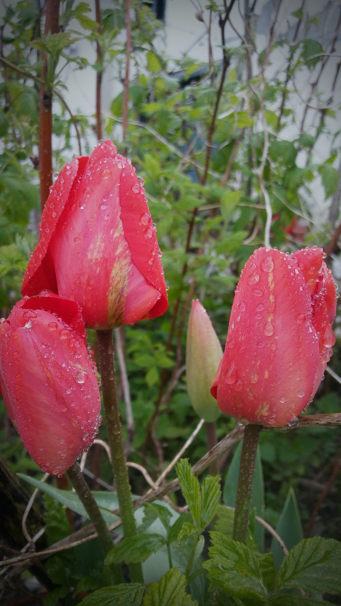 LG K10 sample photo. Tulipanes photography