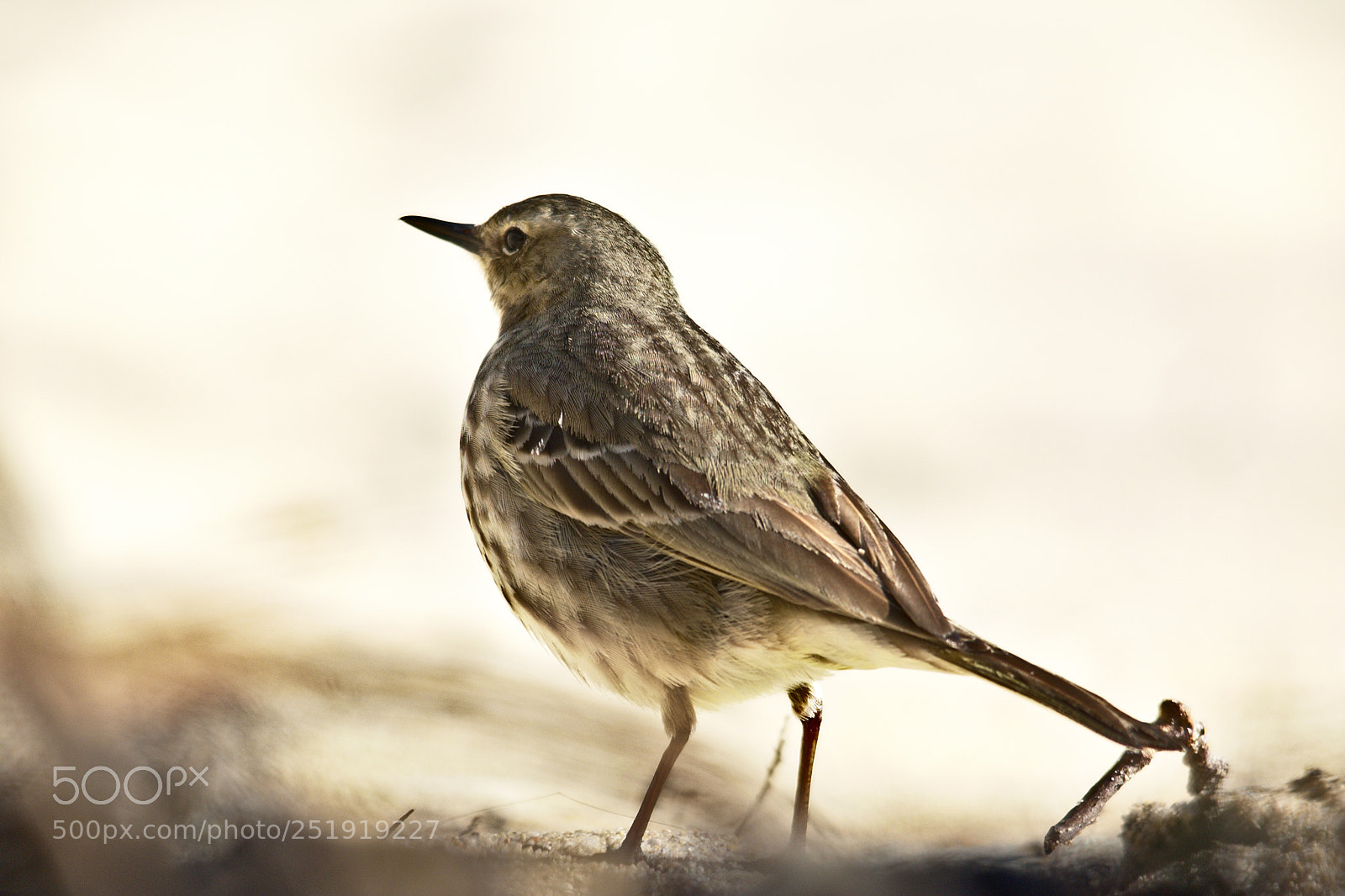 Nikon D7100 sample photo. Pipit maritime 2 (anthus petrosus) photography