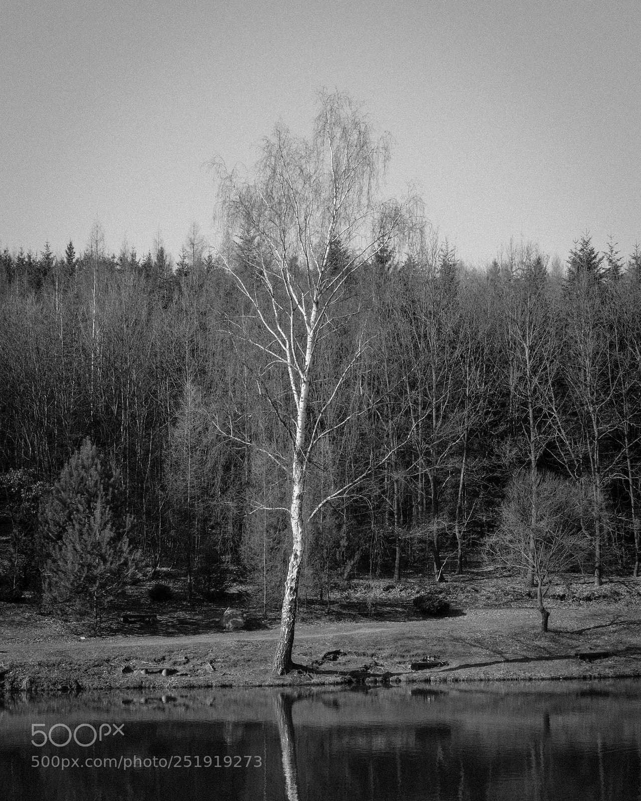 Sony a6000 sample photo. Birch beauty photography