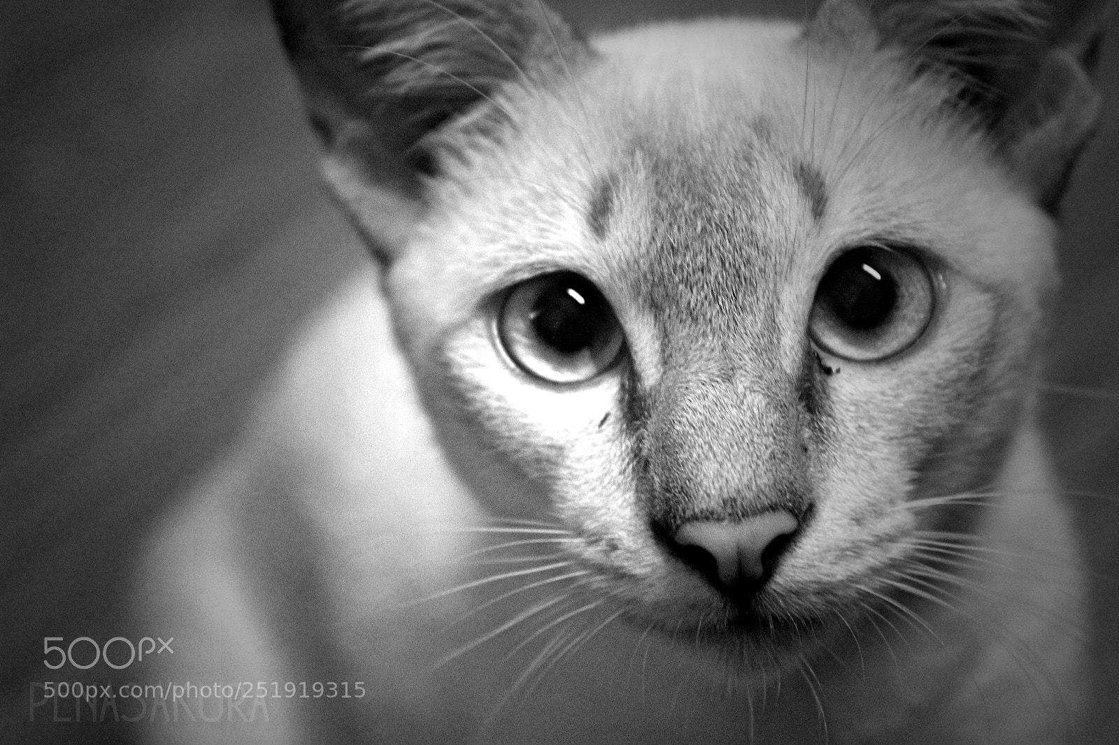 Canon EOS 600D (Rebel EOS T3i / EOS Kiss X5) sample photo. Cat in black and photography