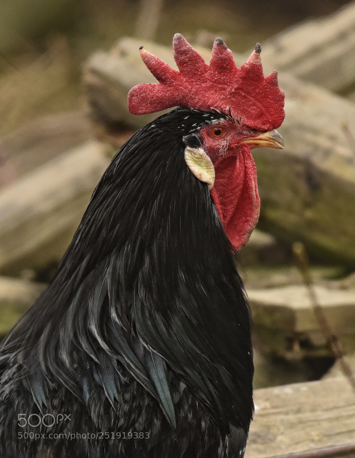 Nikon D750 sample photo. Black rooster detail photography