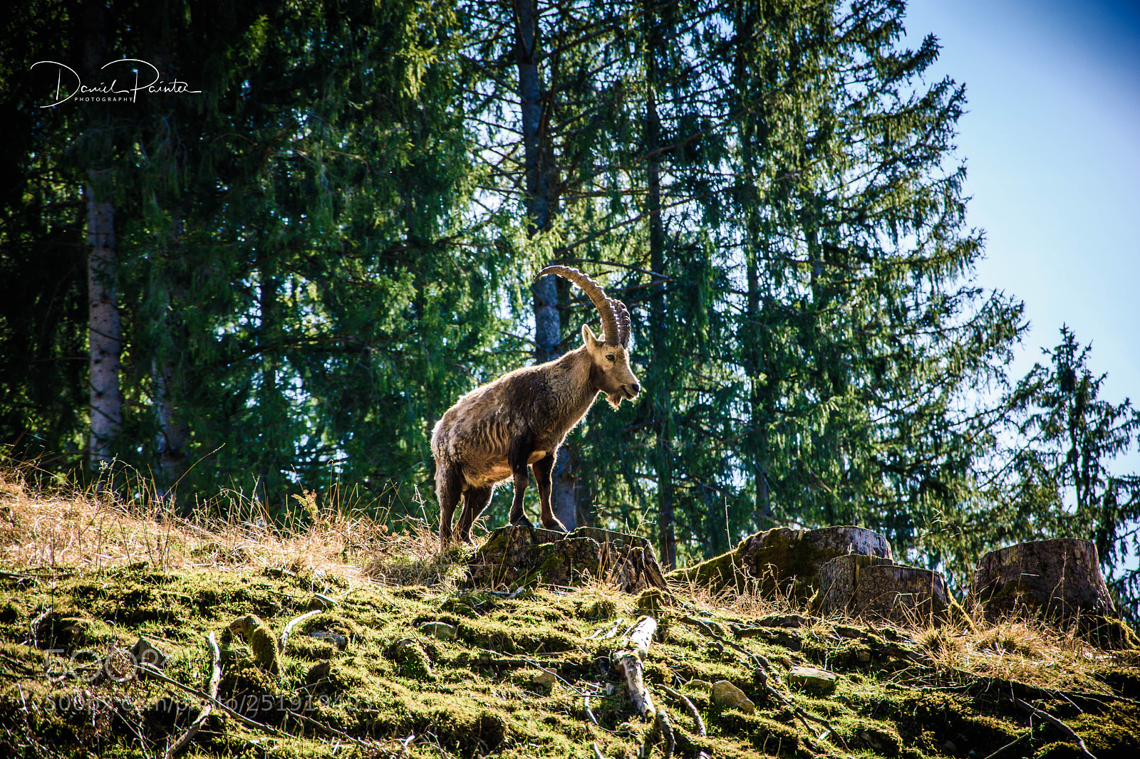 Nikon D5500 sample photo. Capricorn photography