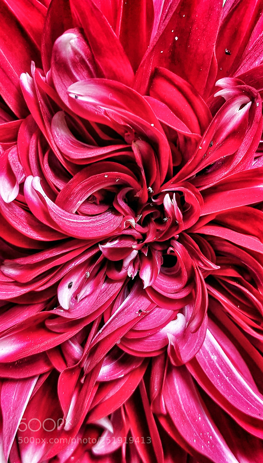 Google Pixel 2 sample photo. Macro photography