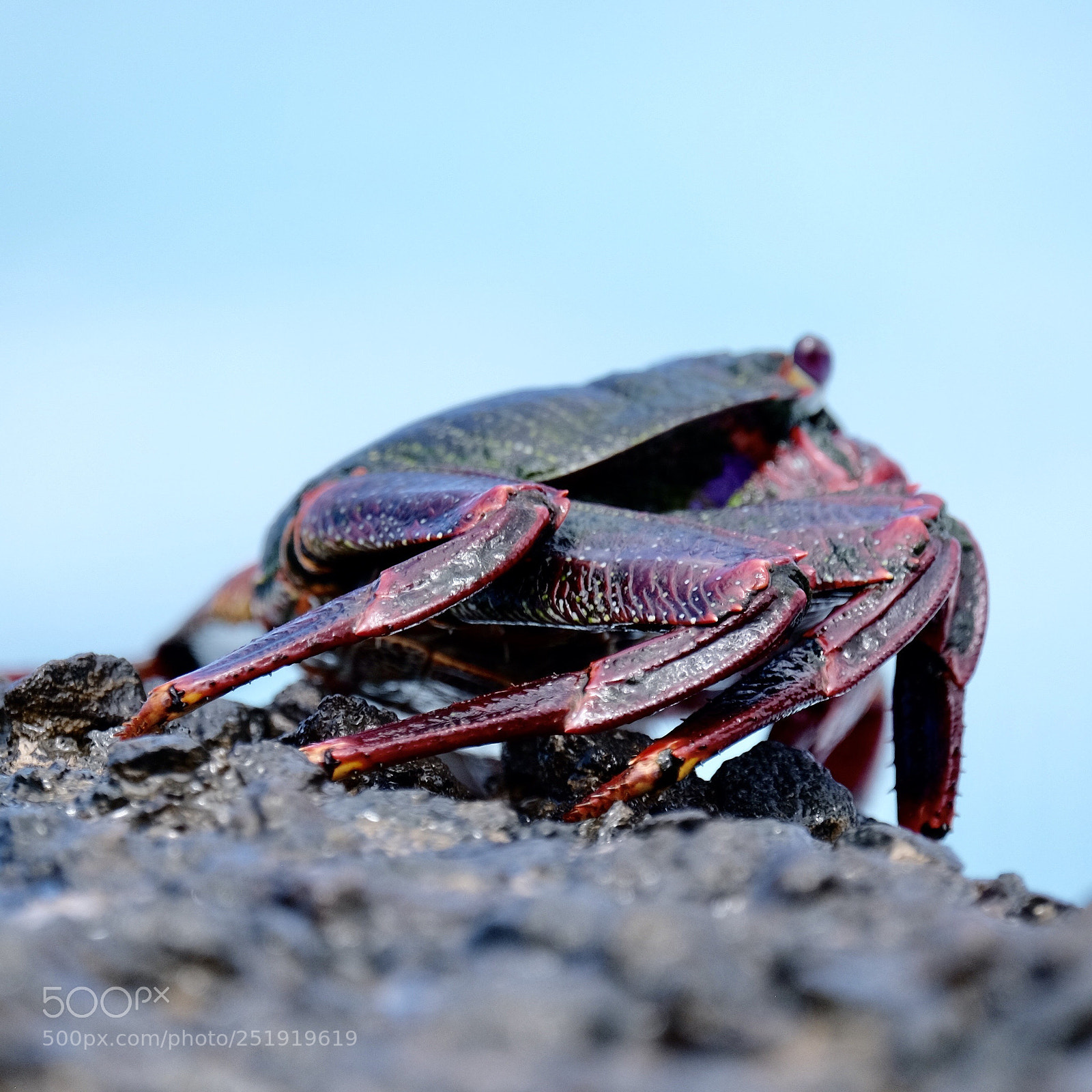 Fujifilm X-T1 sample photo. Crab photography