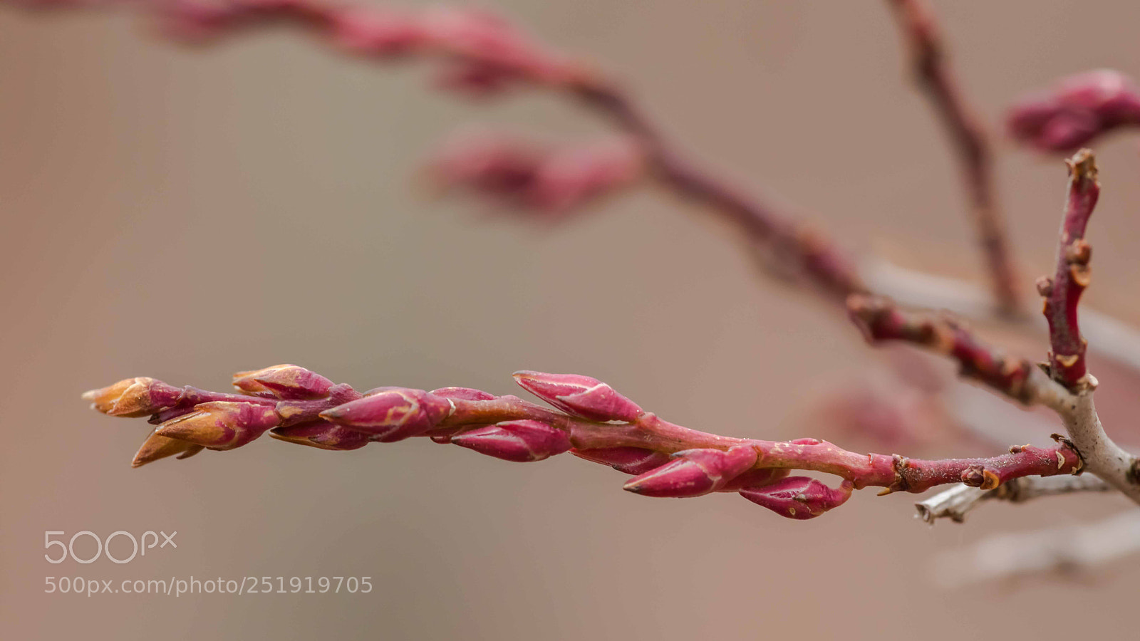 Canon EOS 5D Mark IV sample photo. First buds of spring photography