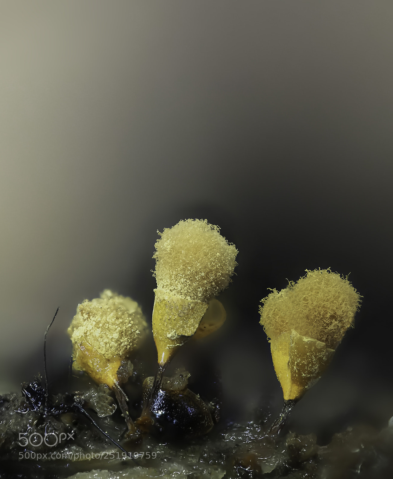 Olympus OM-D E-M1 Mark II sample photo. Hemitrichia calyculata #2 photography