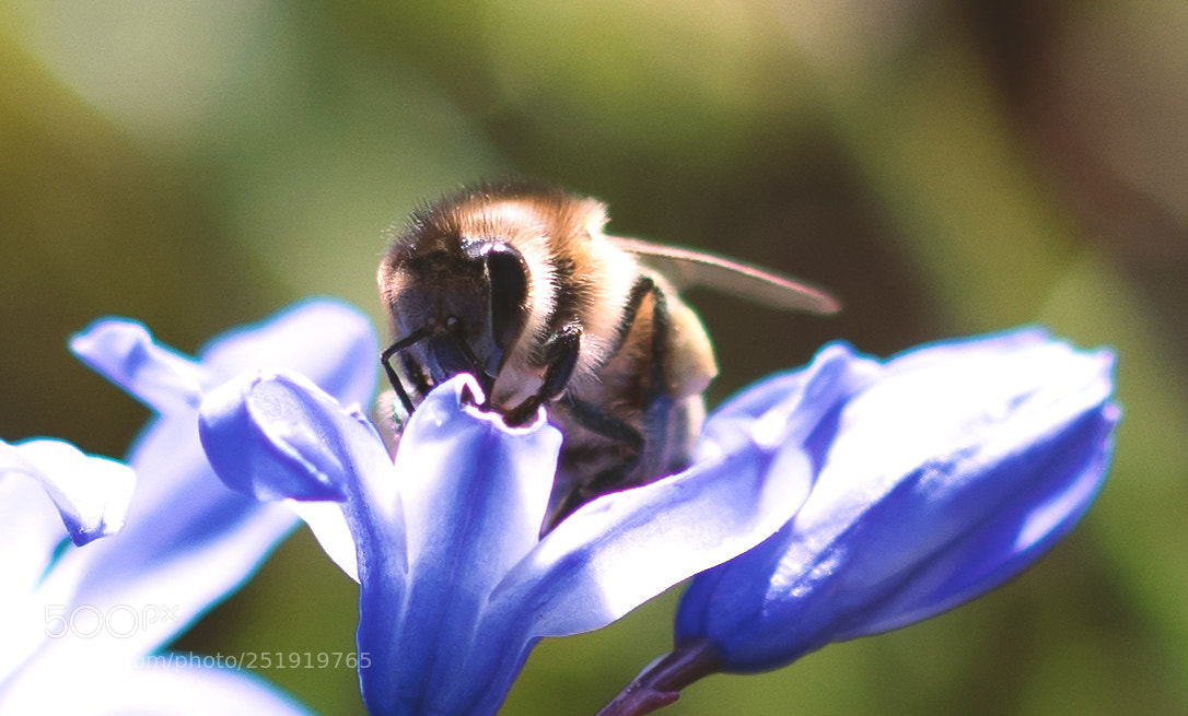 Nikon D500 sample photo. Bee photography