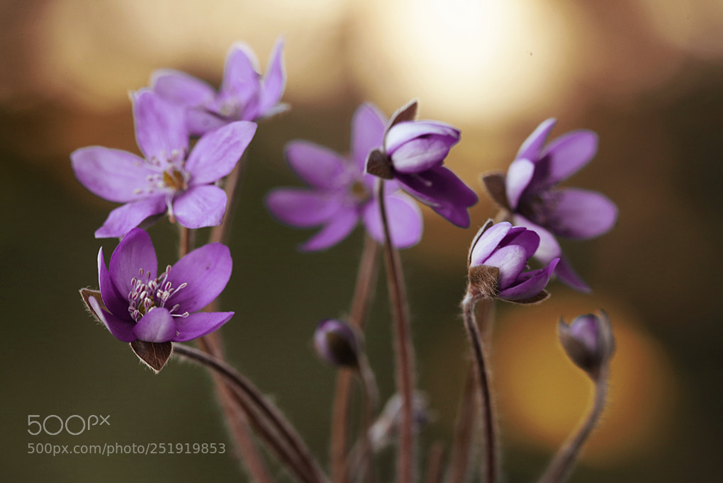 Canon EOS 5D Mark II sample photo. Hepatica nobilis photography