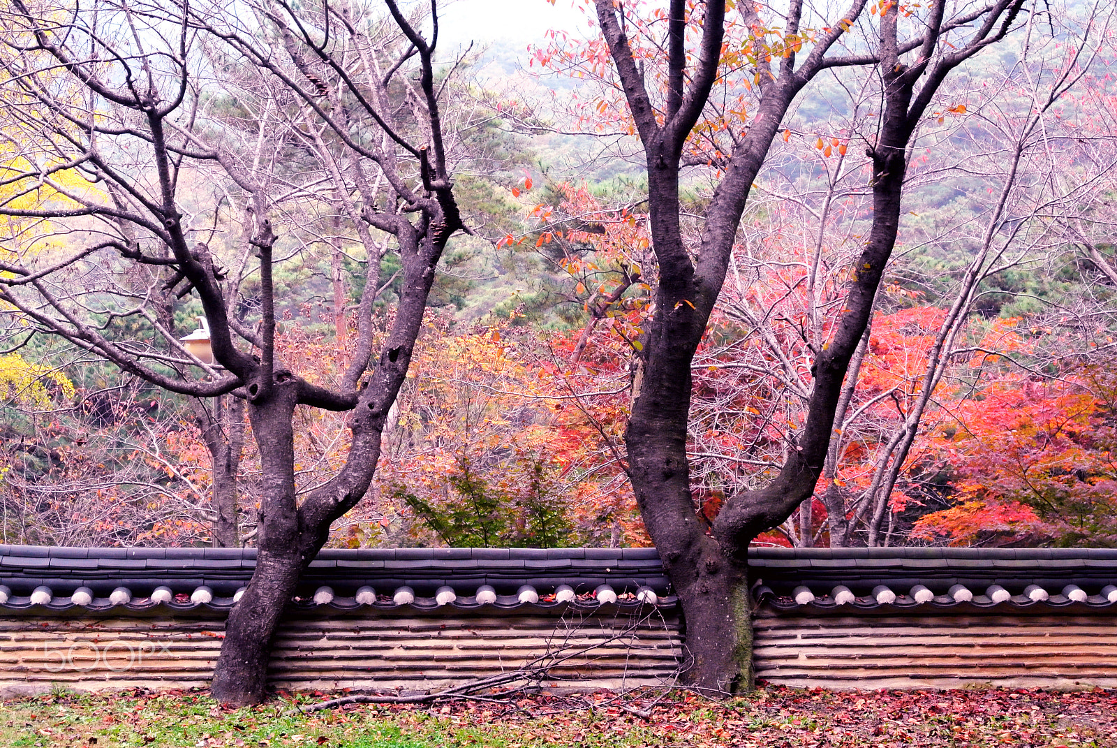 Nikon 1 J1 sample photo. Autumn sonata photography