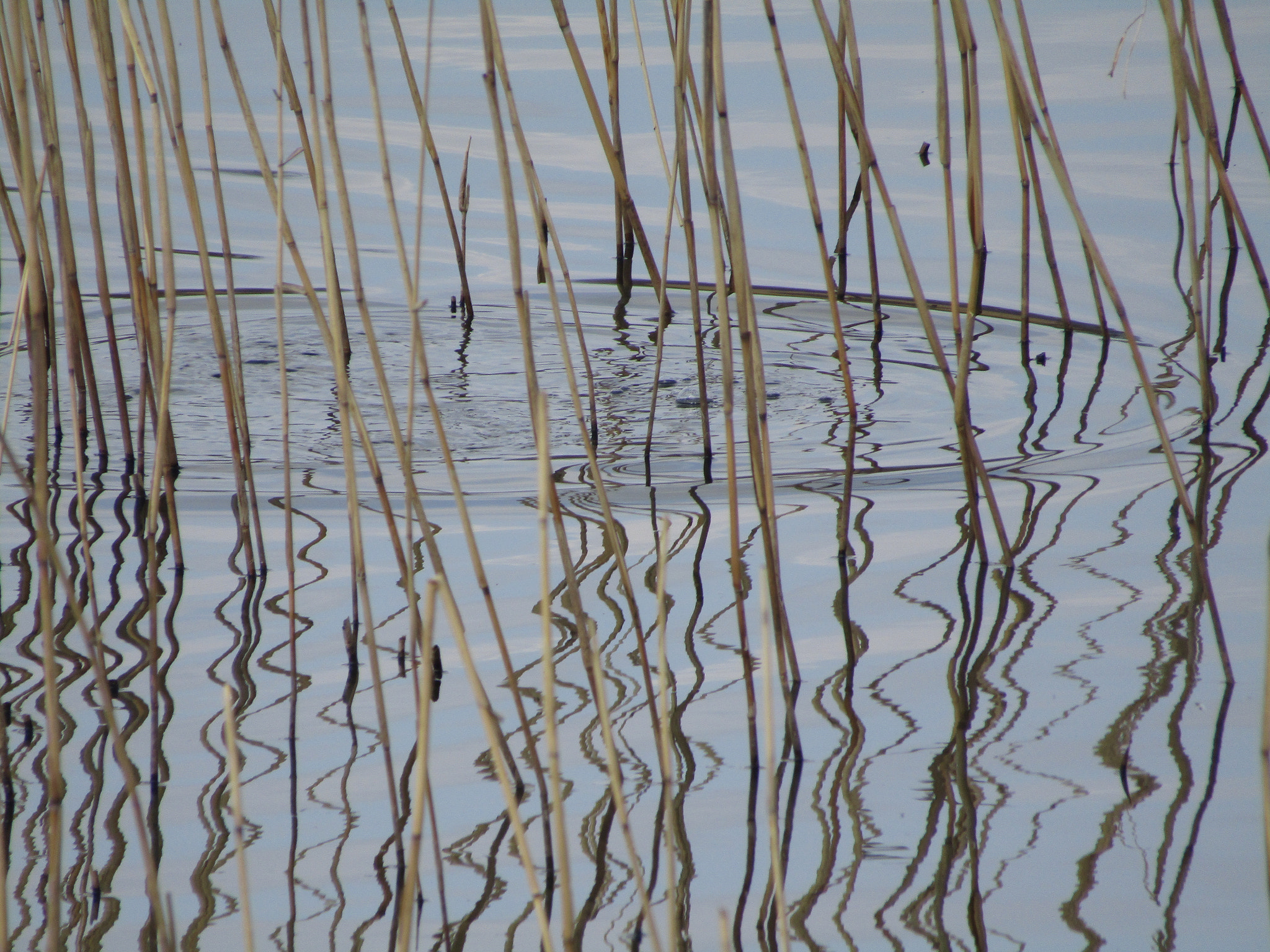 Canon POWERSHOT SX430 IS sample photo. Submerge photography