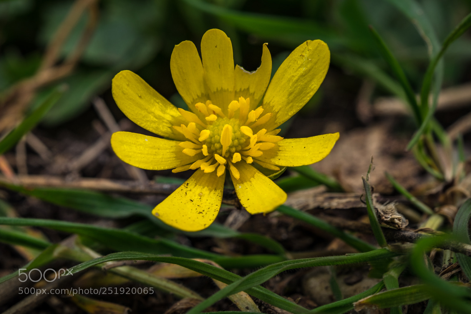 Fujifilm X-T1 sample photo. Scharbockskraut (ficaria verna) photography