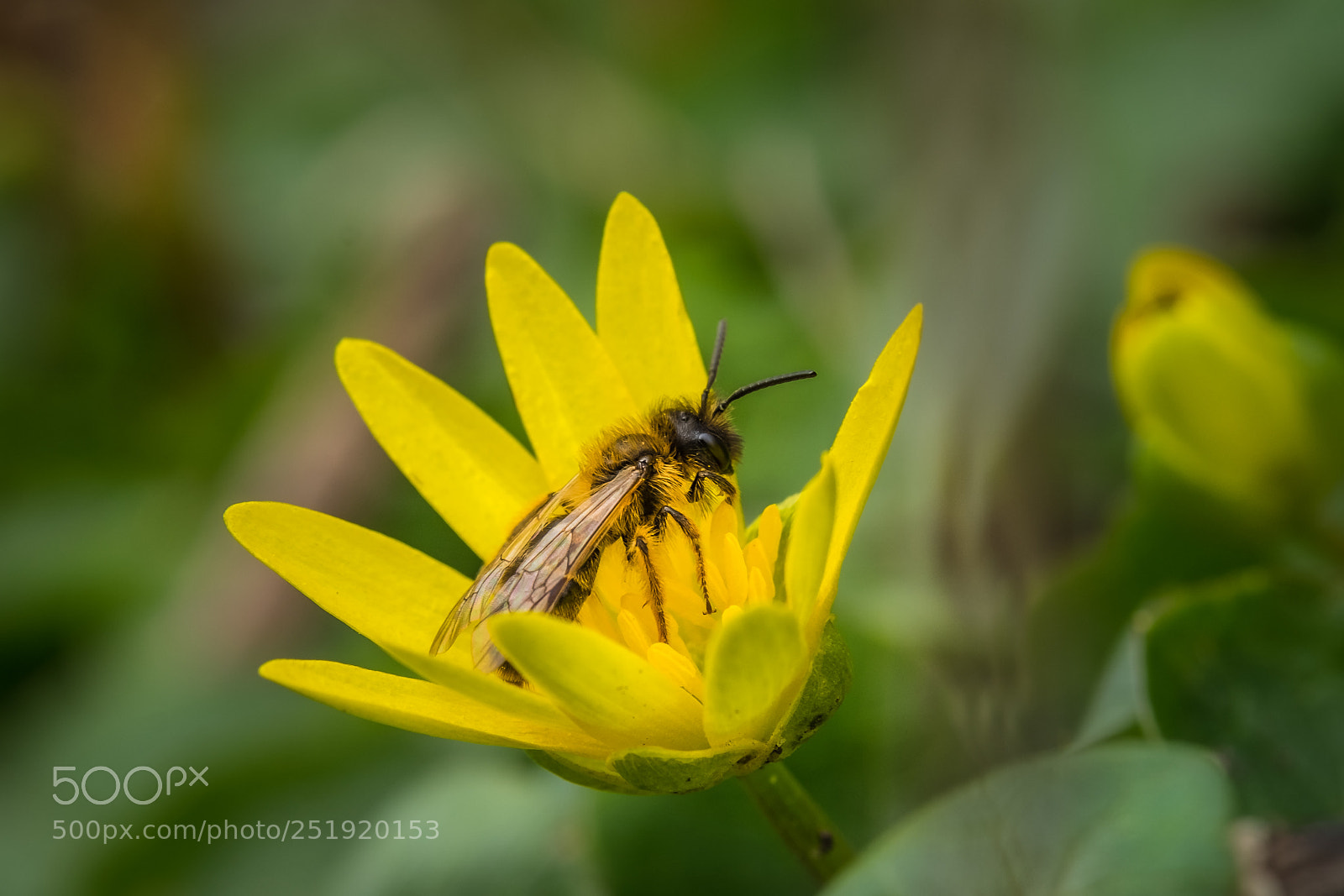 Fujifilm X-T1 sample photo. Scharbockskraut ficaria verna mit photography