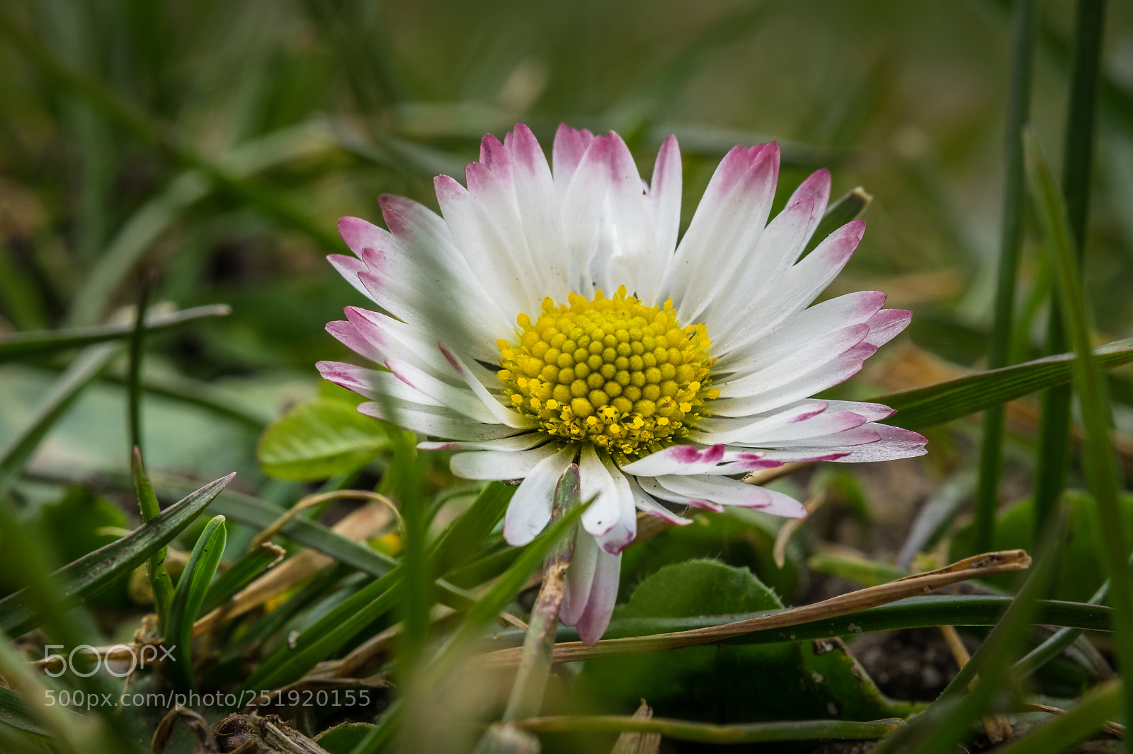 Fujifilm X-T1 sample photo. G nsebl mchen bellis photography