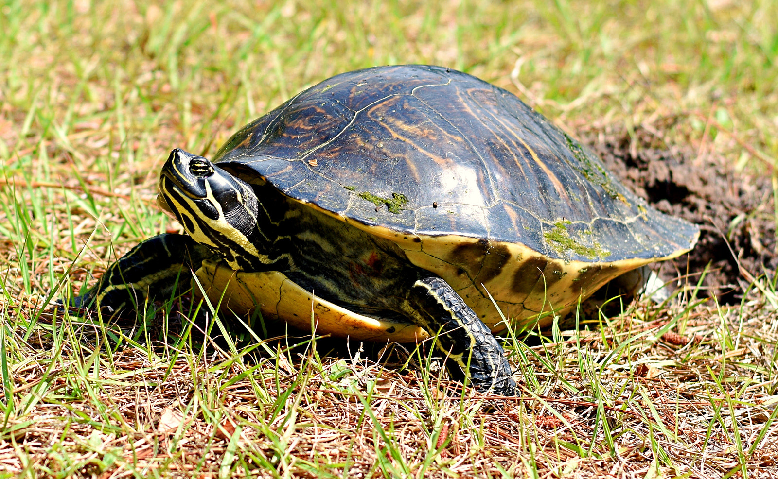 Nikon D3400 + Nikon AF-S Nikkor 50mm F1.8G sample photo. Dsc photography