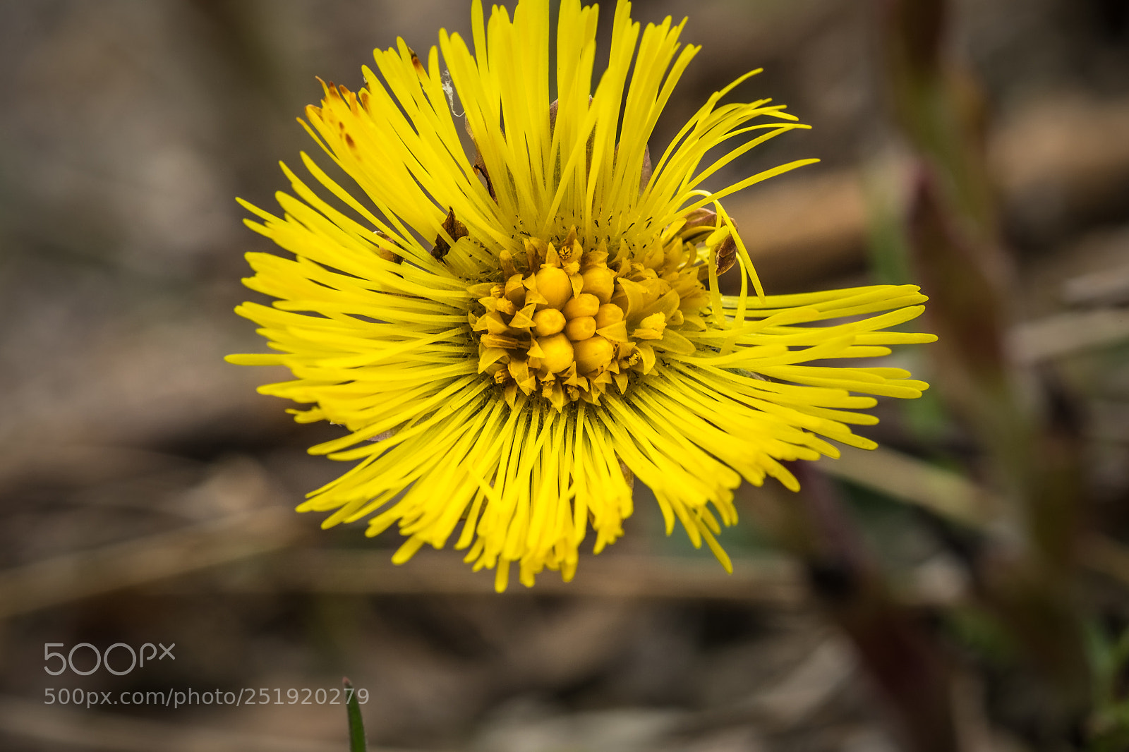 Fujifilm X-T1 sample photo. Huflattich (tussilago farfara) photography