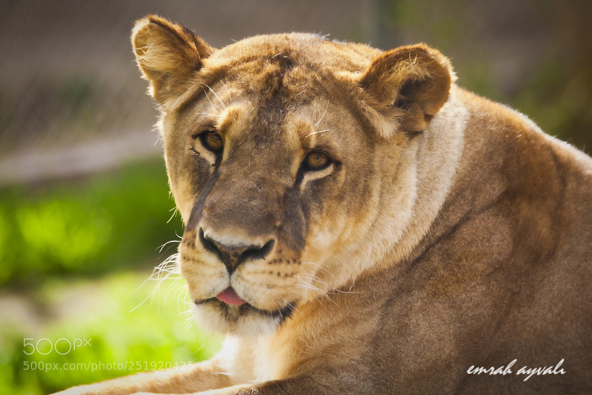 Canon EOS 5D Mark II sample photo. Img photography