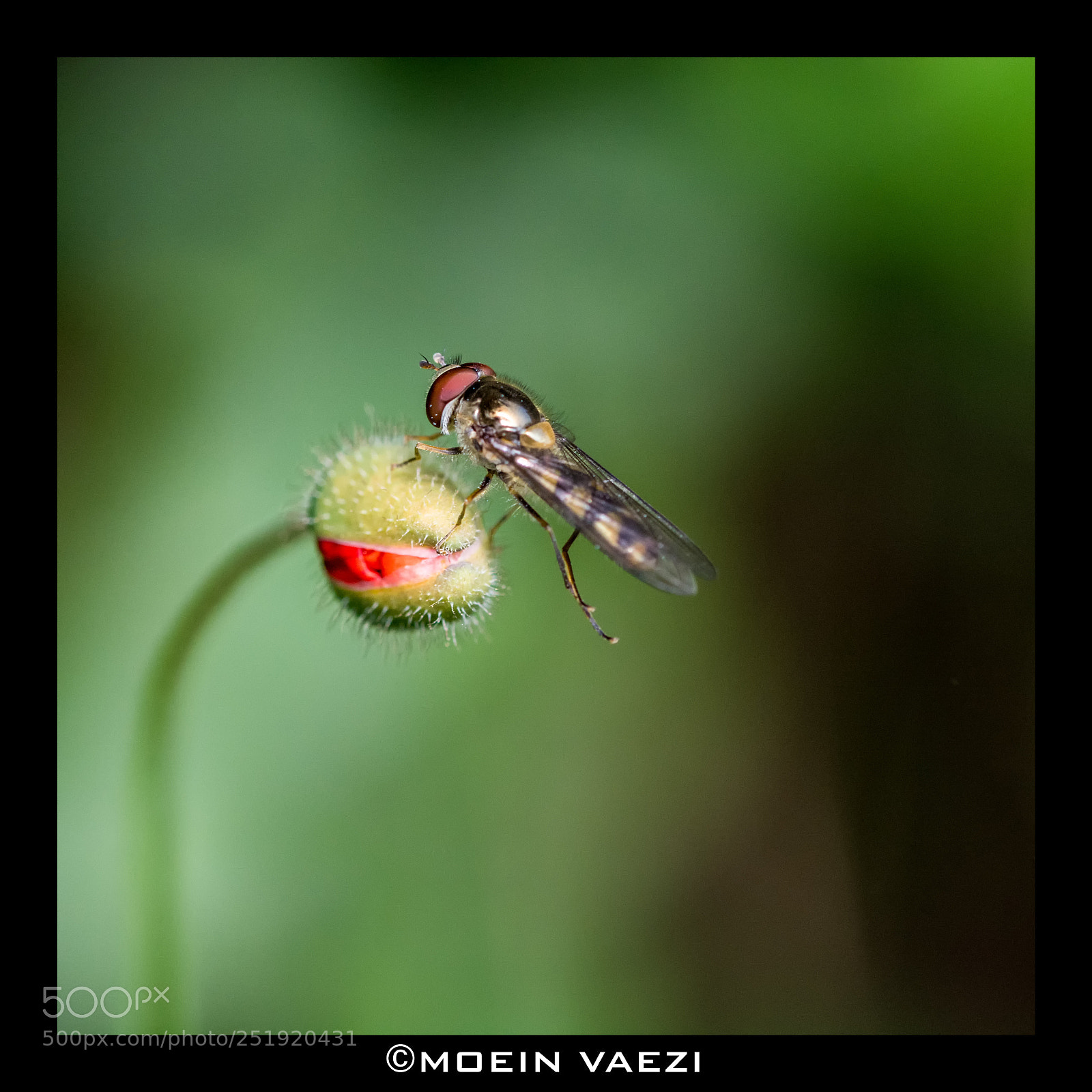 Nikon D7100 sample photo. Bud and insect photography