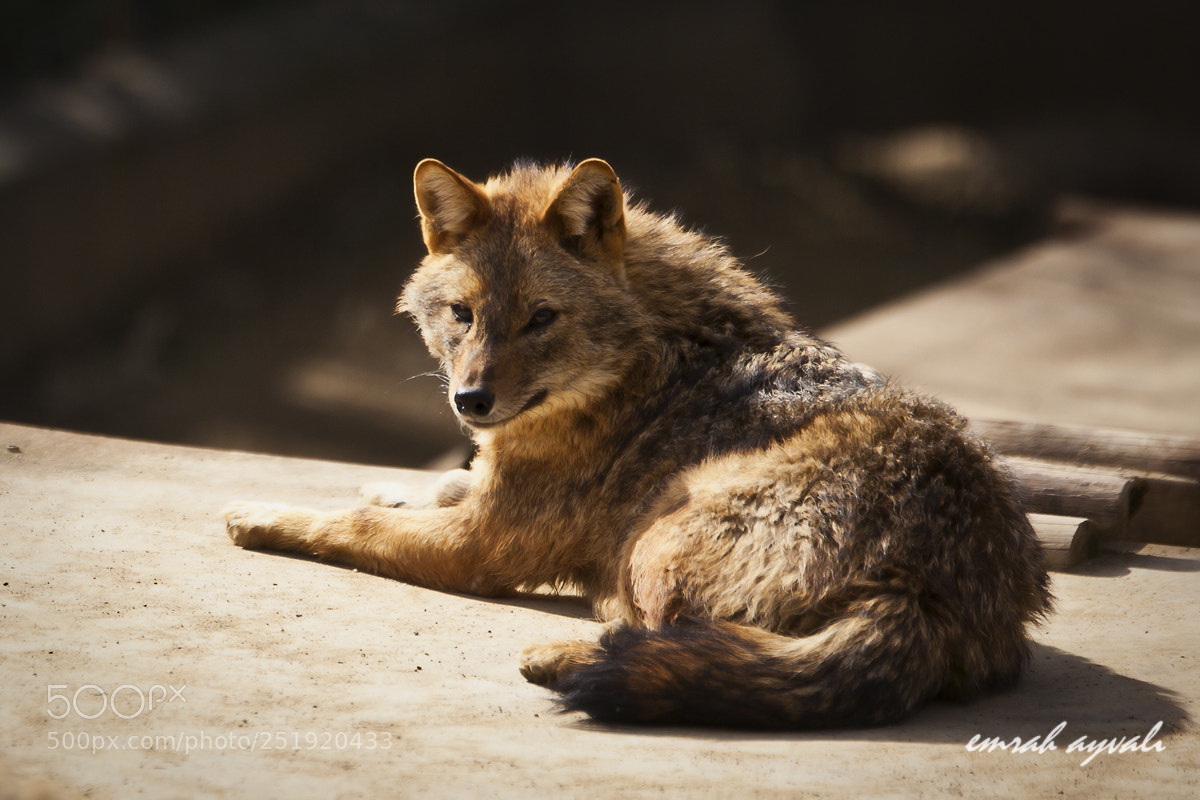 Canon EOS 5D Mark II sample photo. Img photography