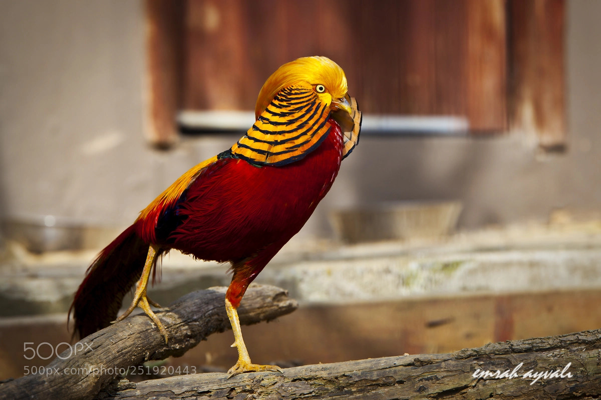 Canon EOS 5D Mark II sample photo. Img photography