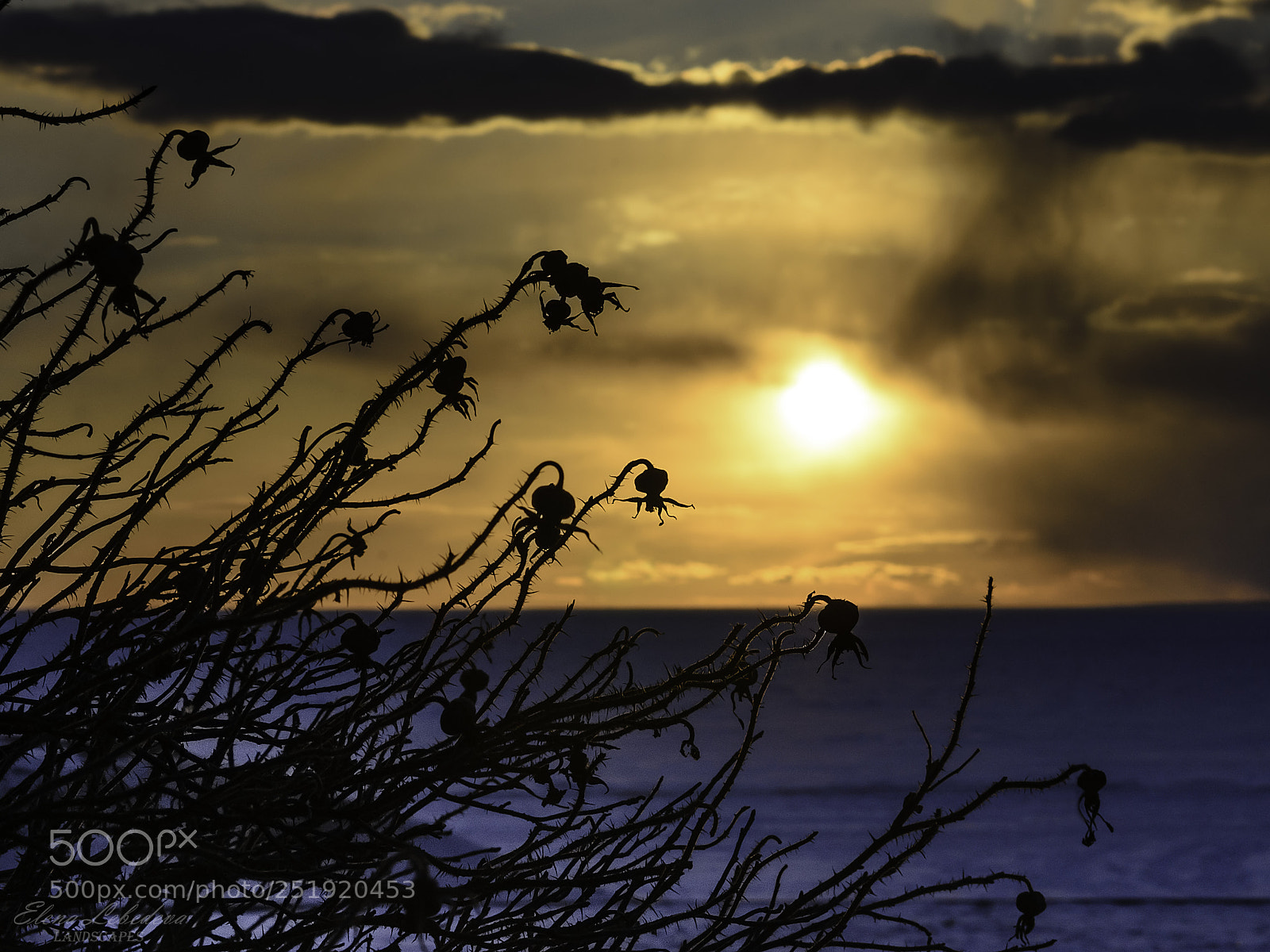 Nikon D7000 sample photo. Cold sunset with dog-rose photography
