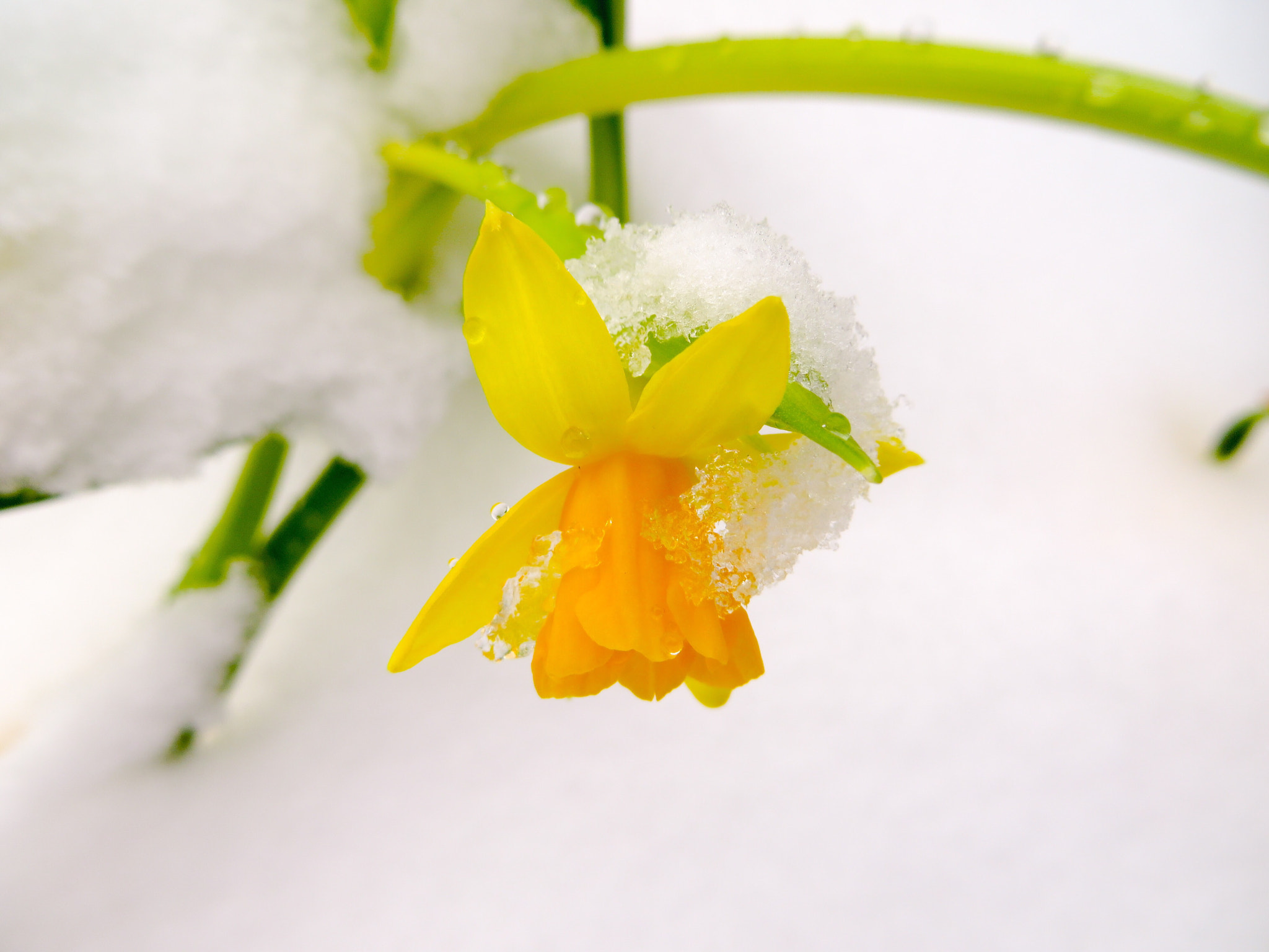 Canon PowerShot SX280 HS sample photo. Yellow flower on the snow  photography