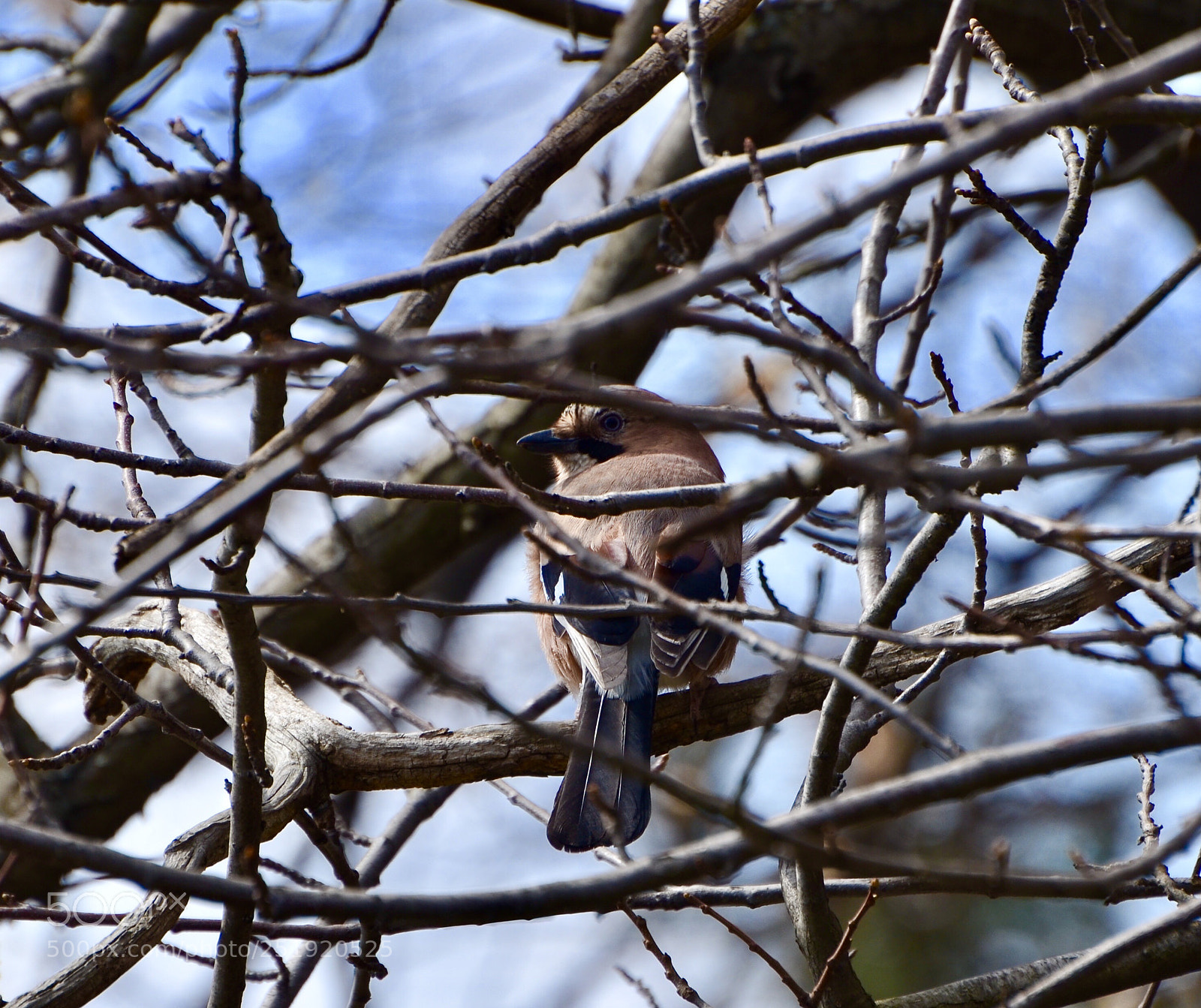 Nikon D5100 sample photo. Jay photography