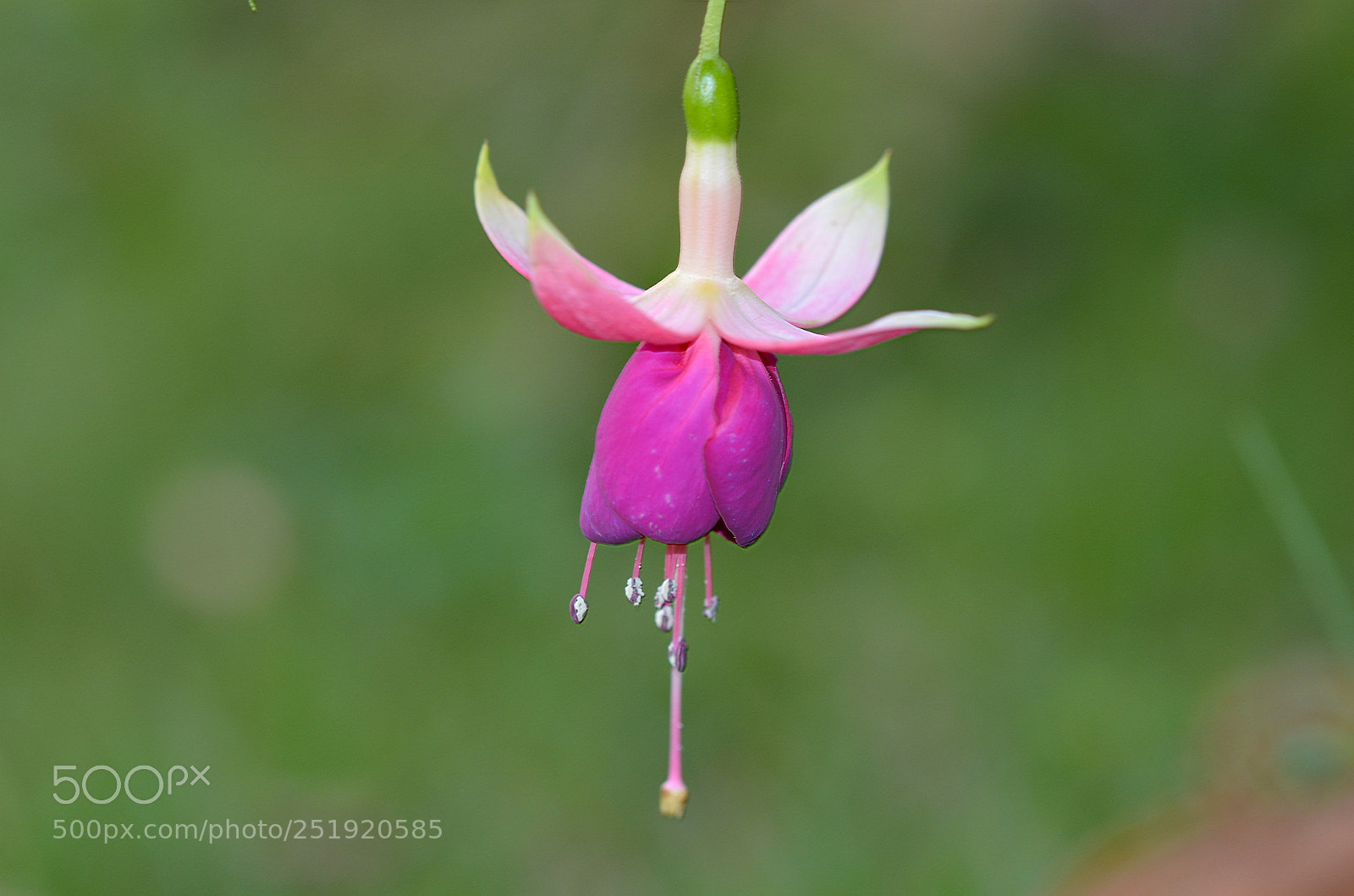 Nikon D5100 sample photo. Flower photography
