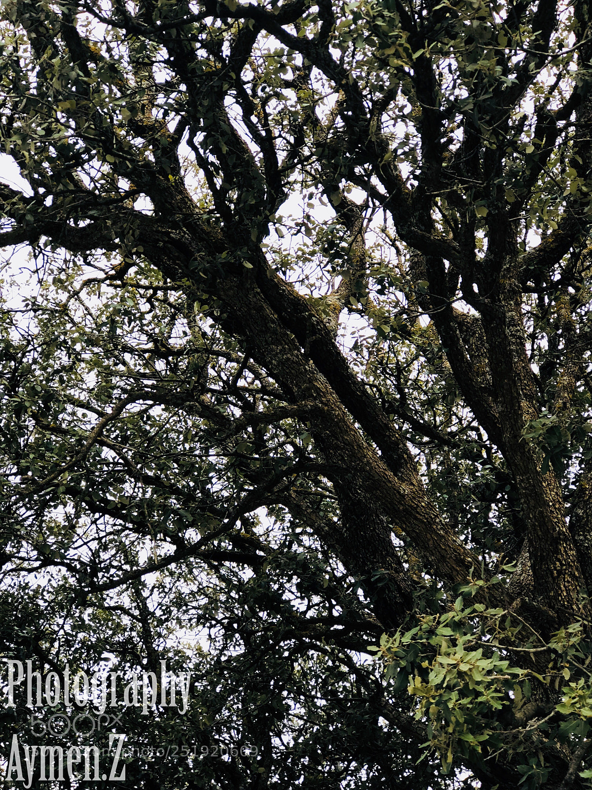 Apple iPhone 8 Plus sample photo. Nature photography
