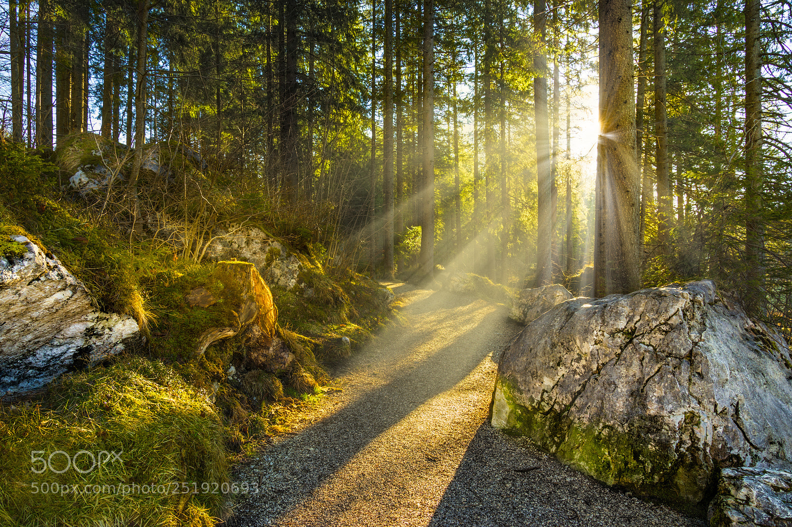 Sony a7 II sample photo. Magic morning wonderland photography